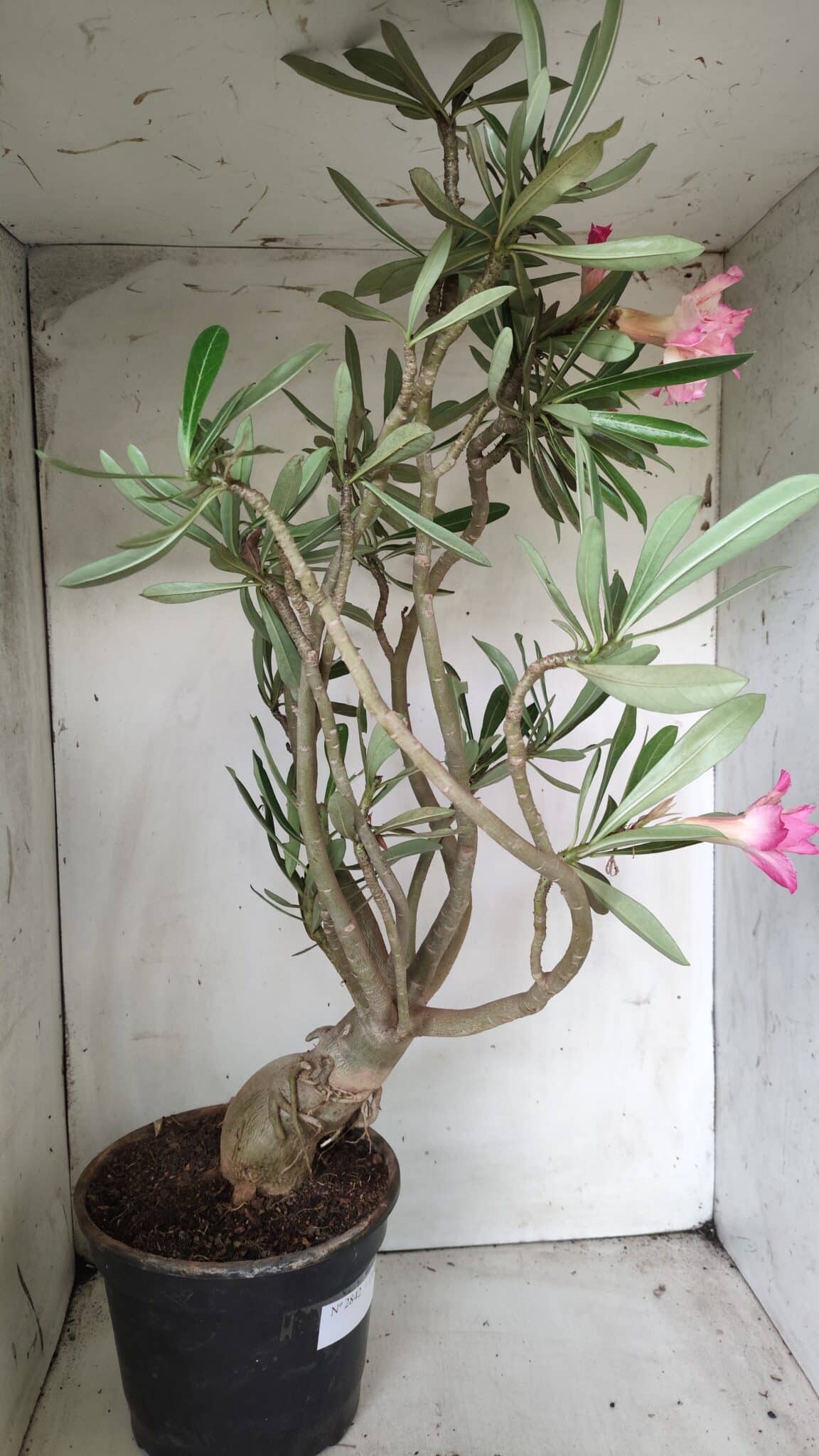 Planta Dobrada 2842 – 55cm – 05 anos