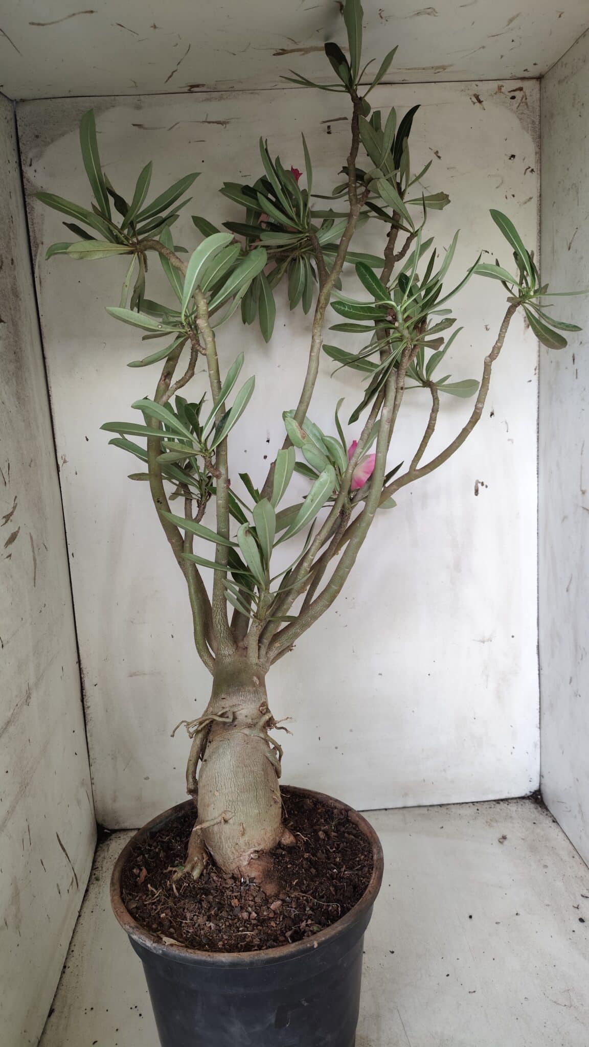 Planta Dobrada 2842 – 55cm – 05 anos