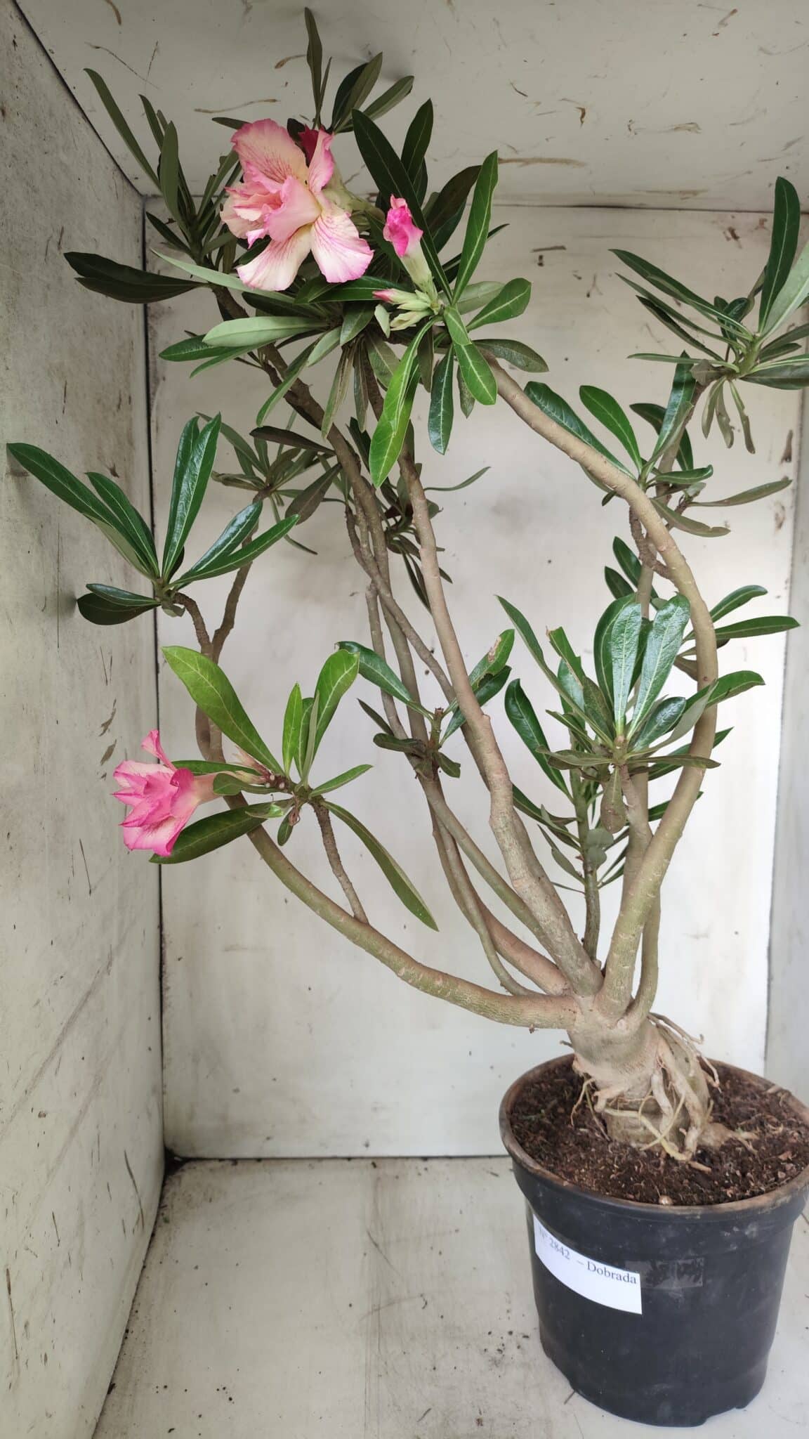 Planta Dobrada 2842 – 55cm – 05 anos