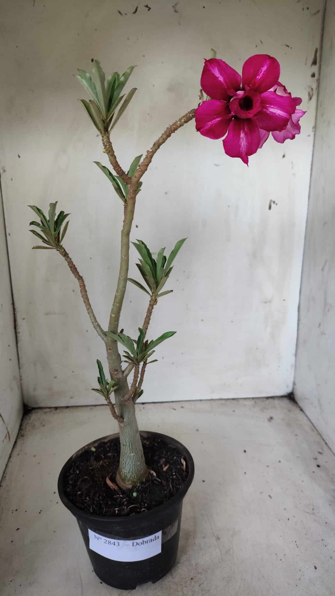 Planta Dobrada 2843 – 30cm – 02 anos