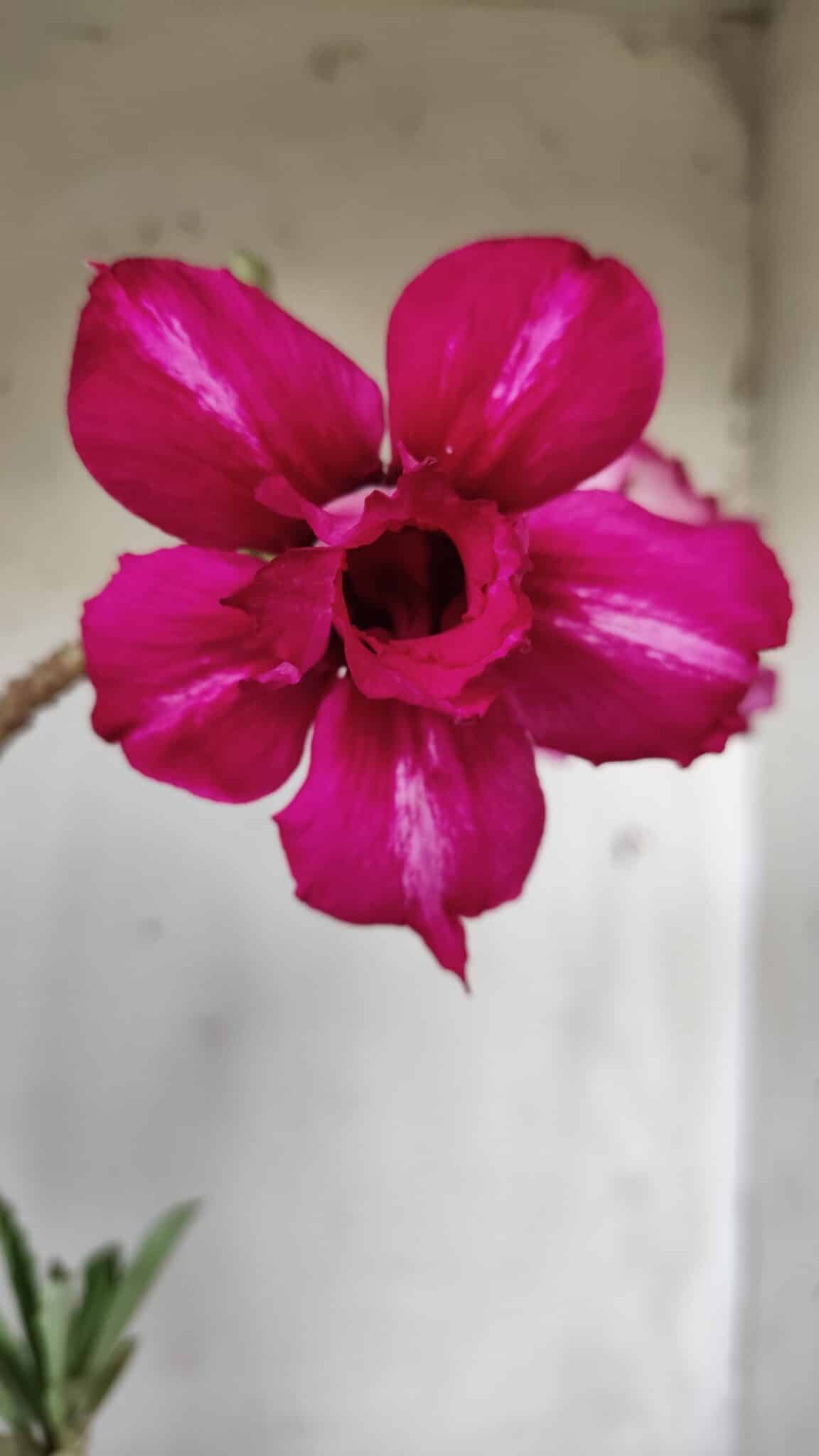 Planta Dobrada 2843 – 30cm – 02 anos