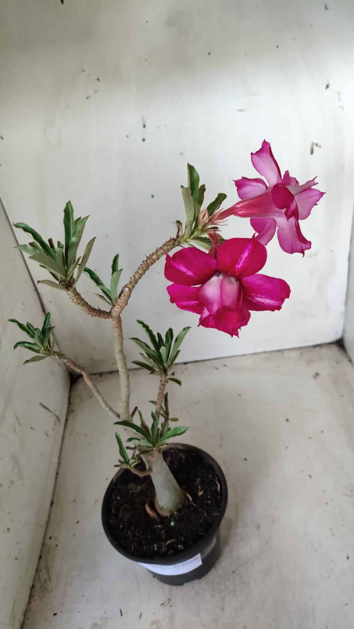 Planta Dobrada 2843 – 30cm – 02 anos