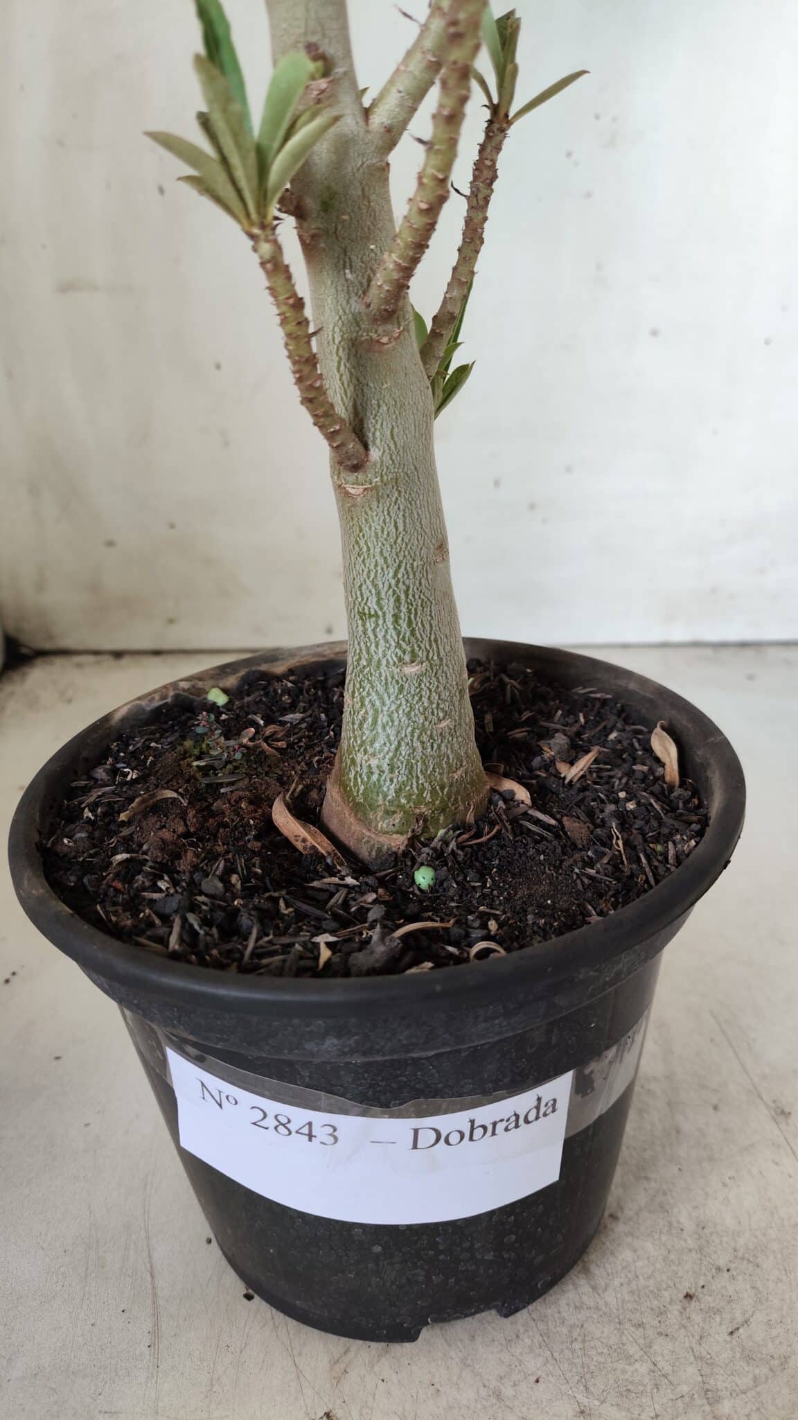 Planta Dobrada 2843 – 30cm – 02 anos