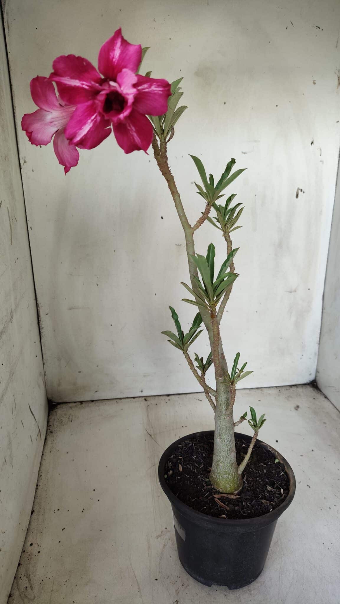Planta Dobrada 2843 – 30cm – 02 anos