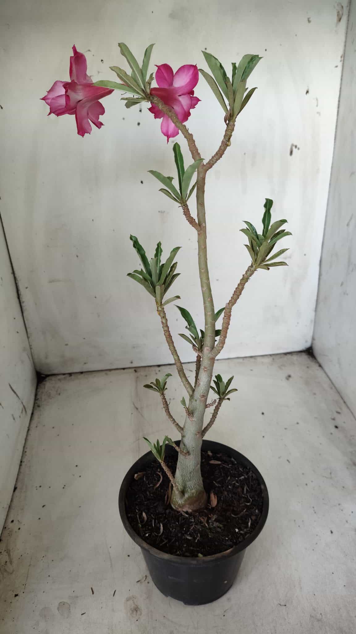 Planta Dobrada 2843 – 30cm – 02 anos