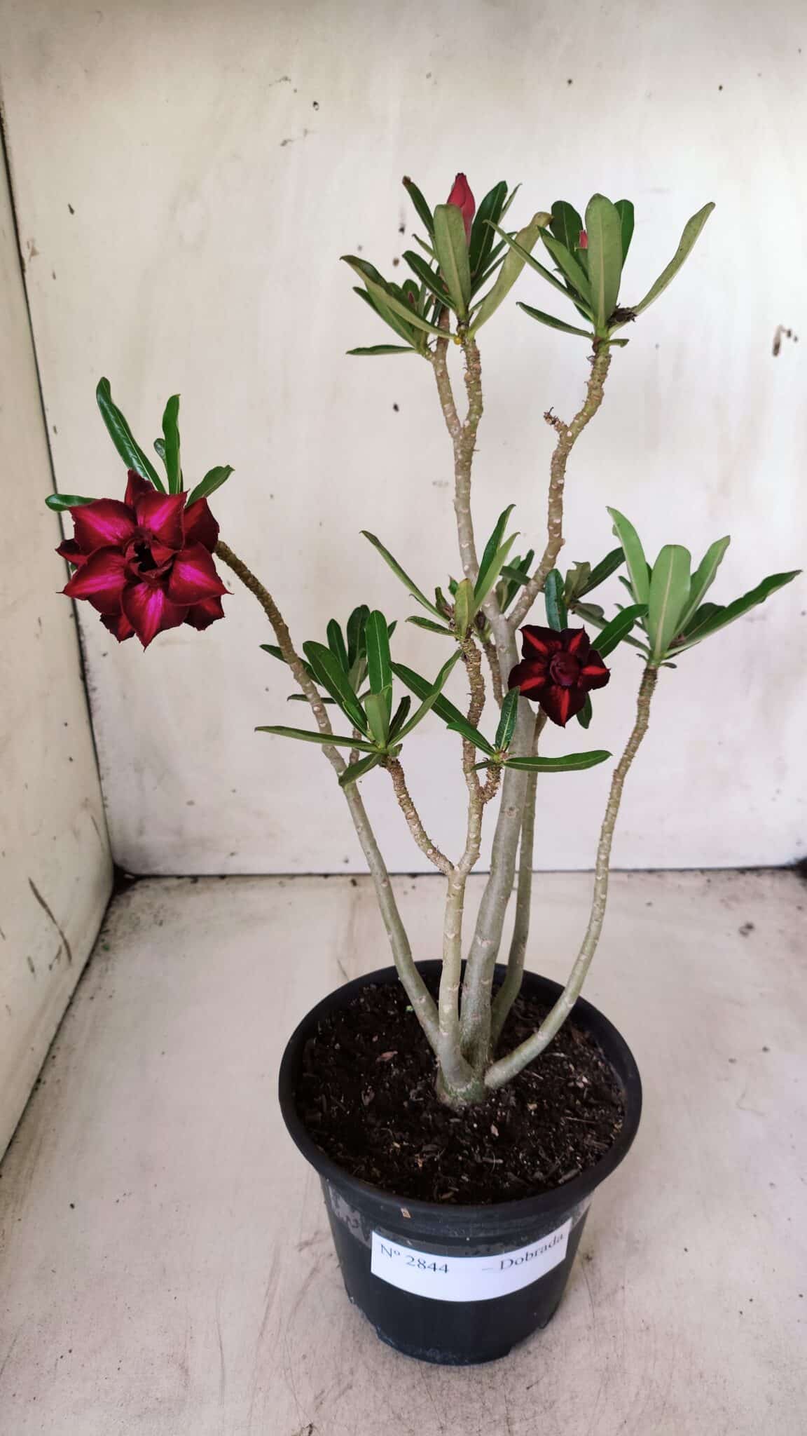 Planta Dobrada 2844 – 30cm – 02 anos