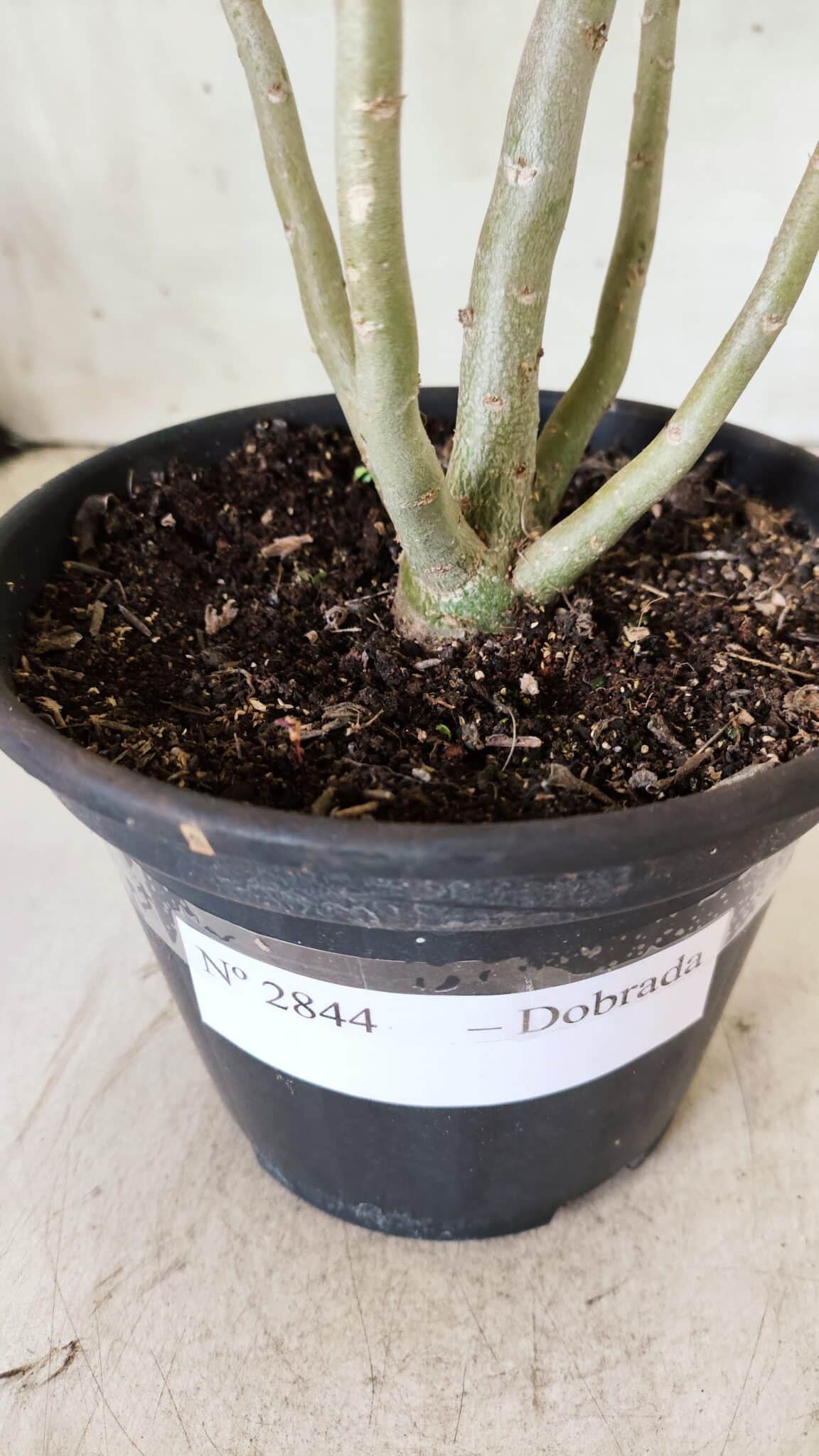 Planta Dobrada 2844 – 30cm – 02 anos