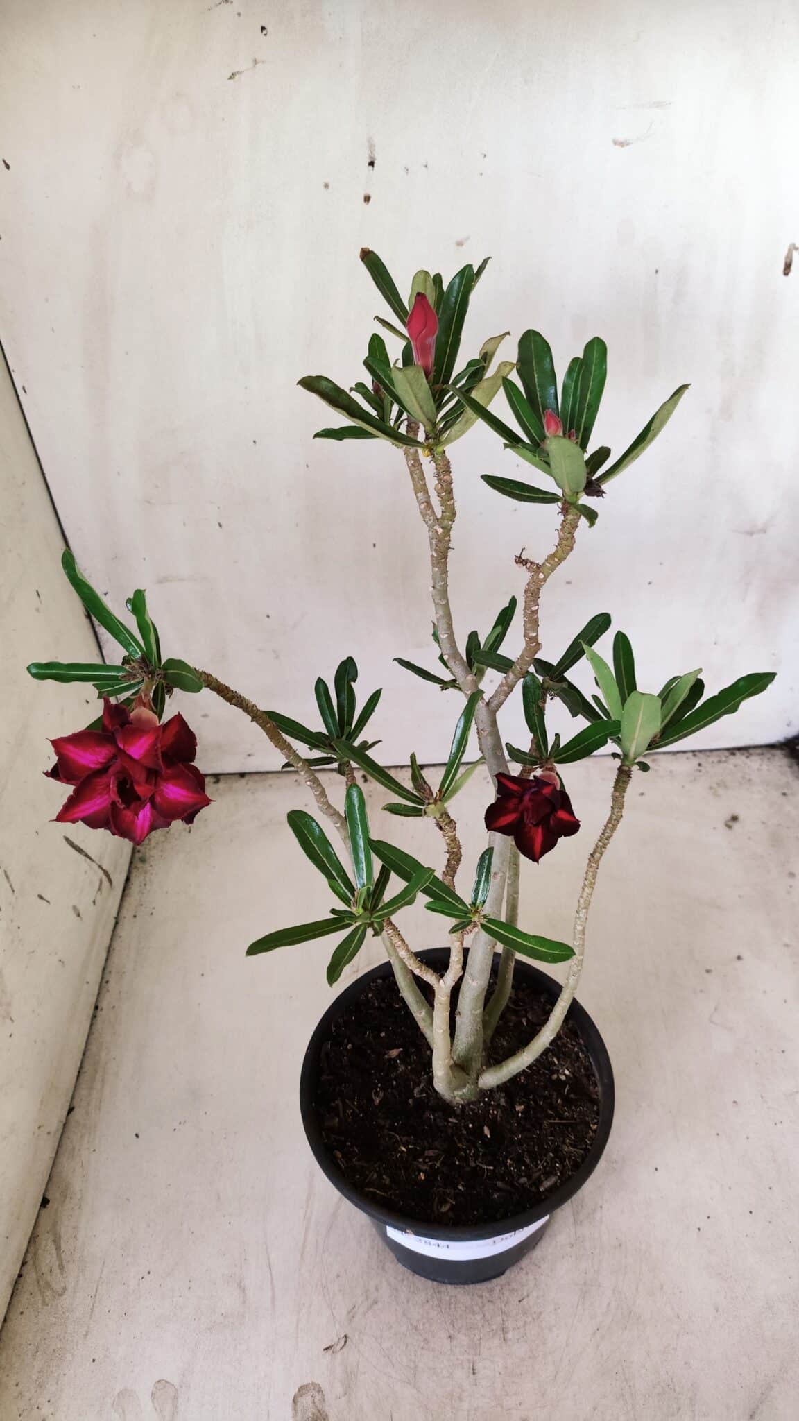 Planta Dobrada 2844 – 30cm – 02 anos