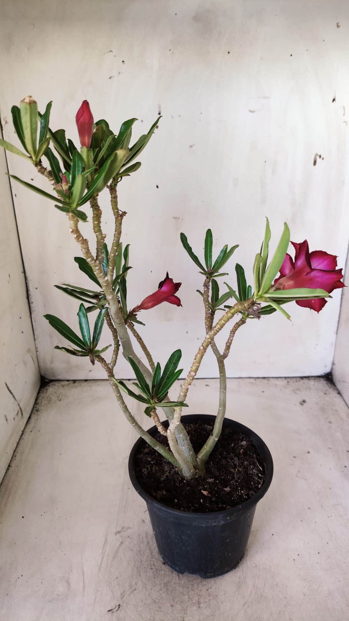Planta Dobrada 2844 – 30cm – 02 anos
