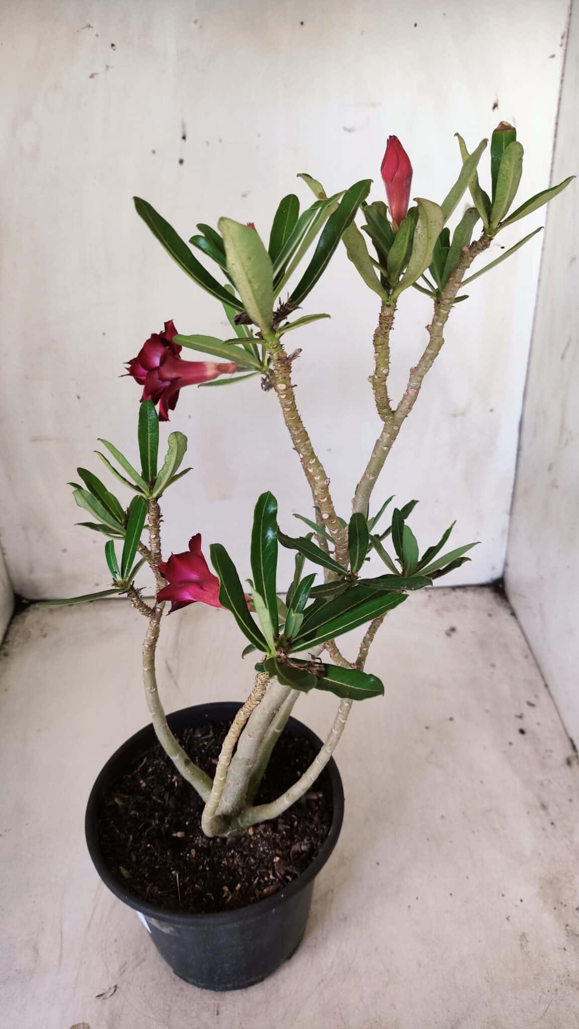 Planta Dobrada 2844 – 30cm – 02 anos