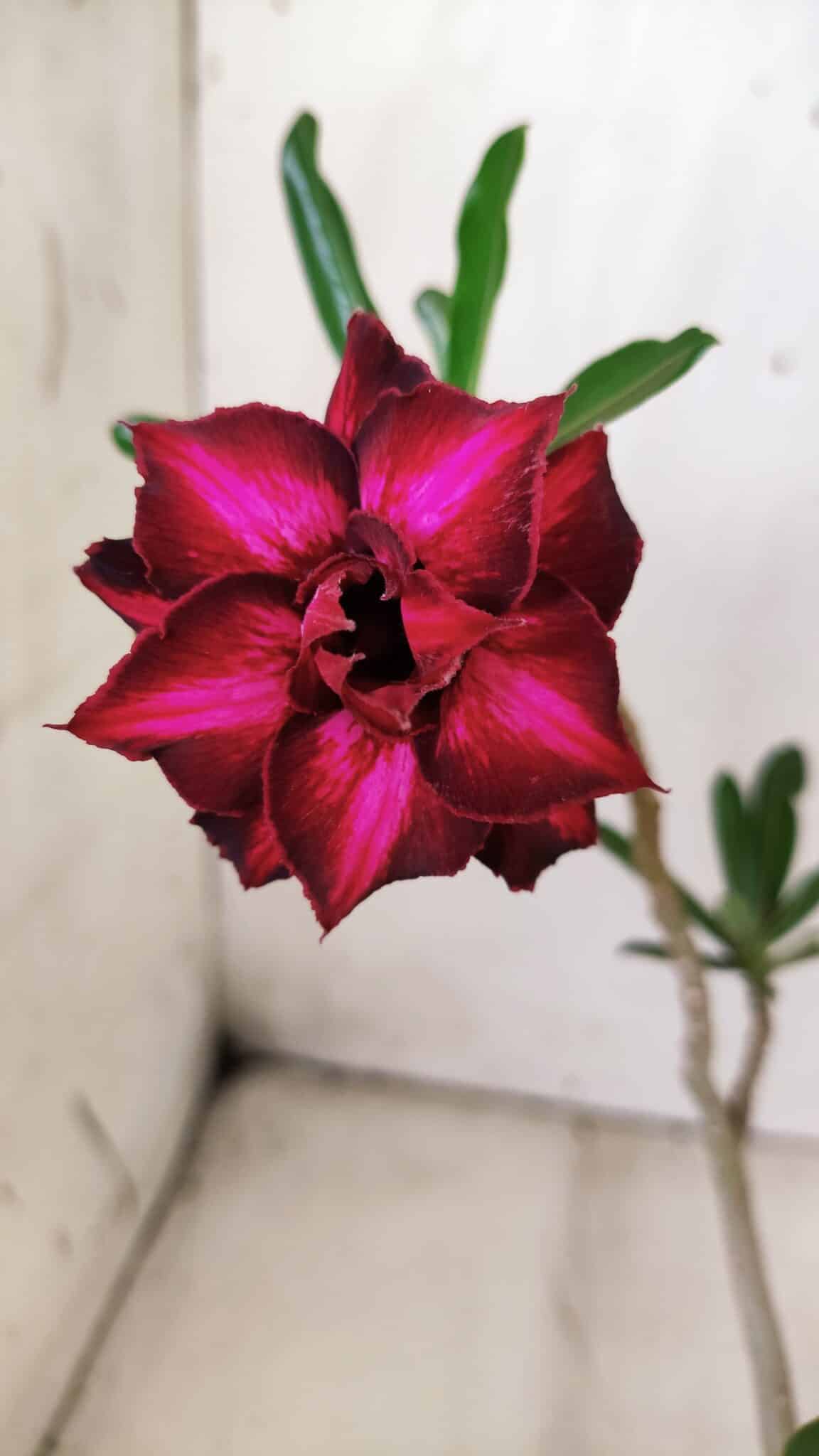 Planta Dobrada 2844 – 30cm – 02 anos