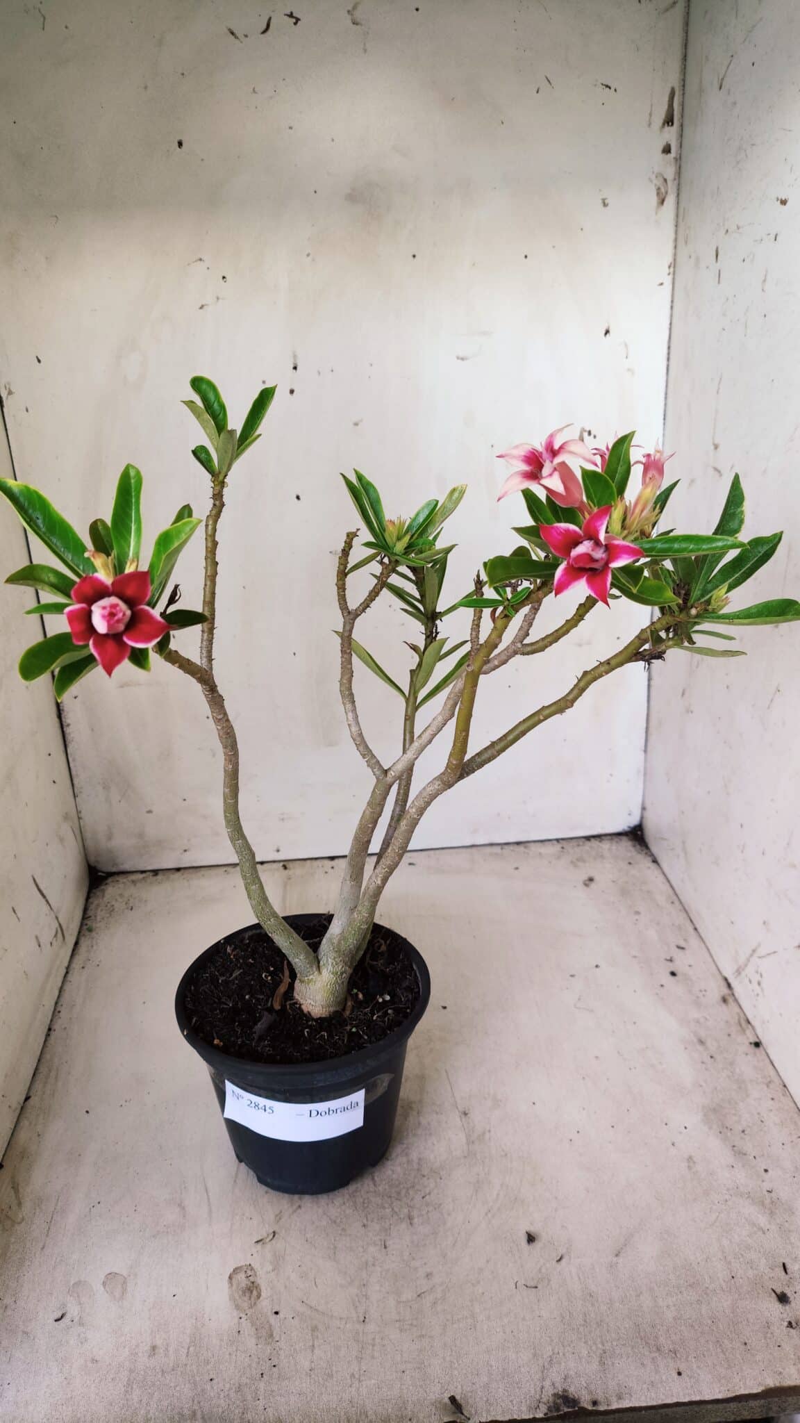 Planta Dobrada 2845 – 30cm – 02 anos (Flor pequena)