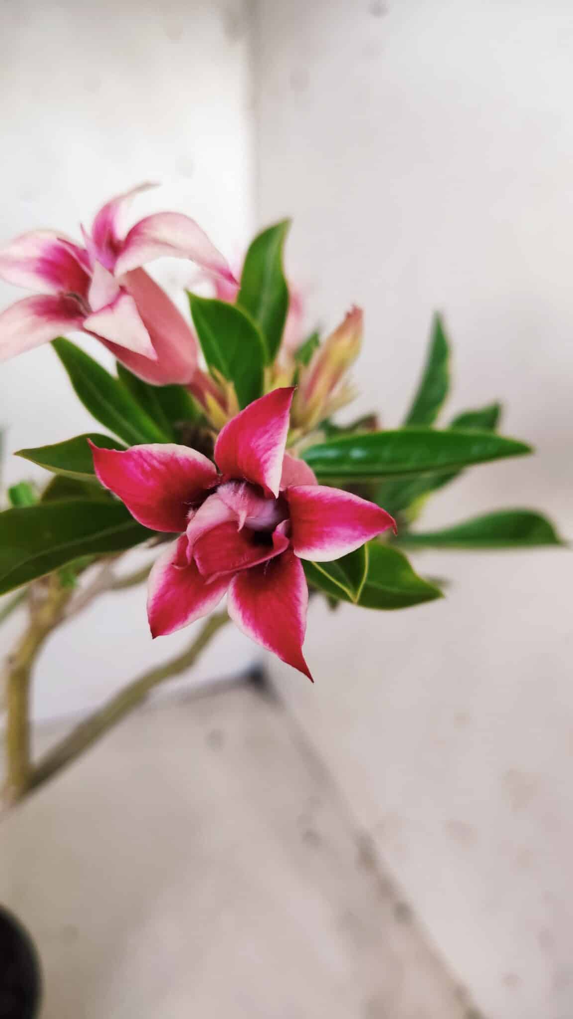 Planta Dobrada 2845 – 30cm – 02 anos (Flor pequena)