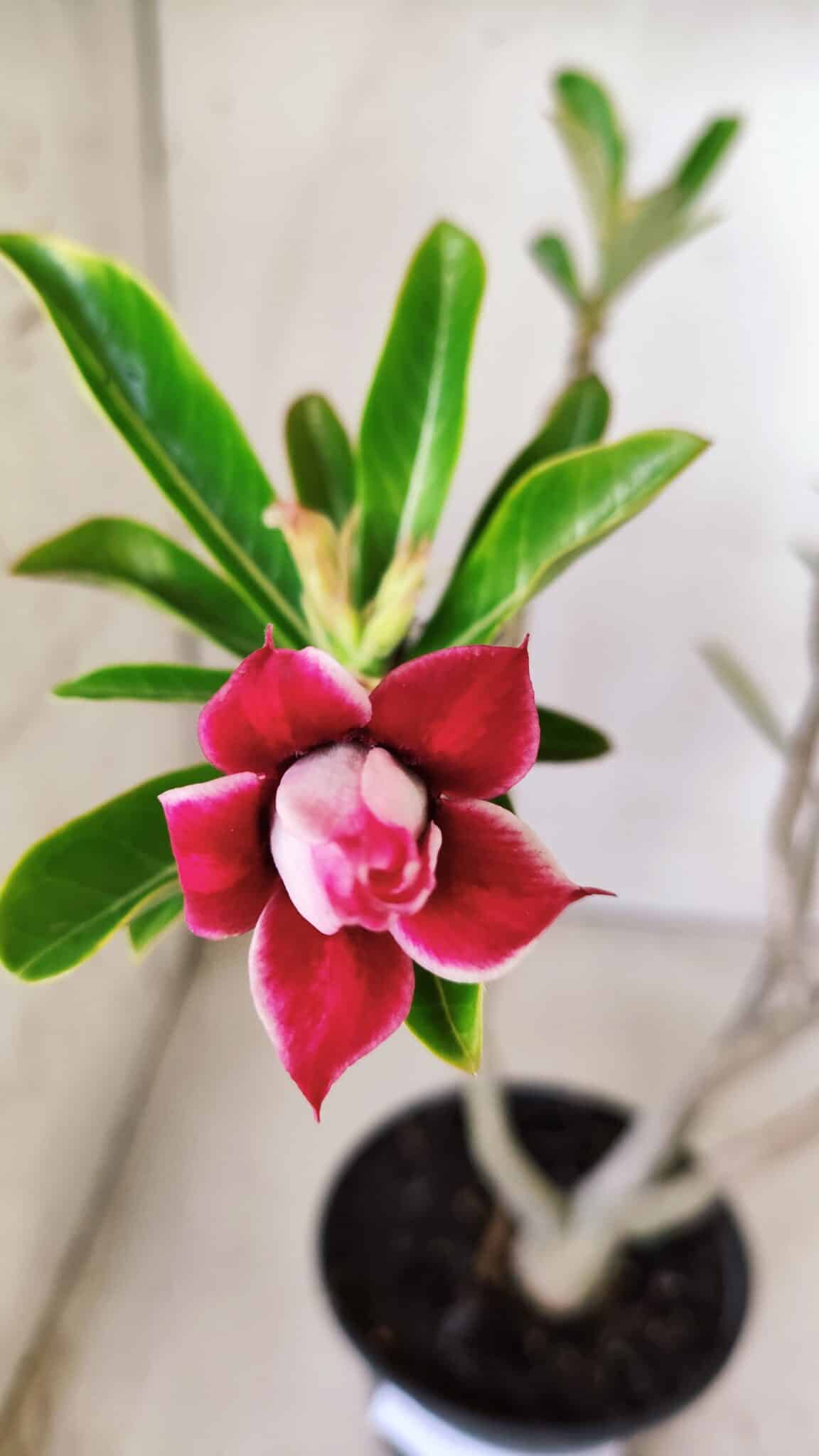 Planta Dobrada 2845 – 30cm – 02 anos (Flor pequena)