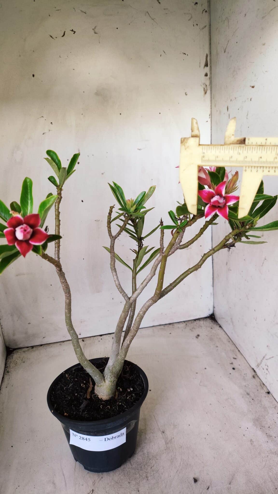 Planta Dobrada 2845 – 30cm – 02 anos (Flor pequena)