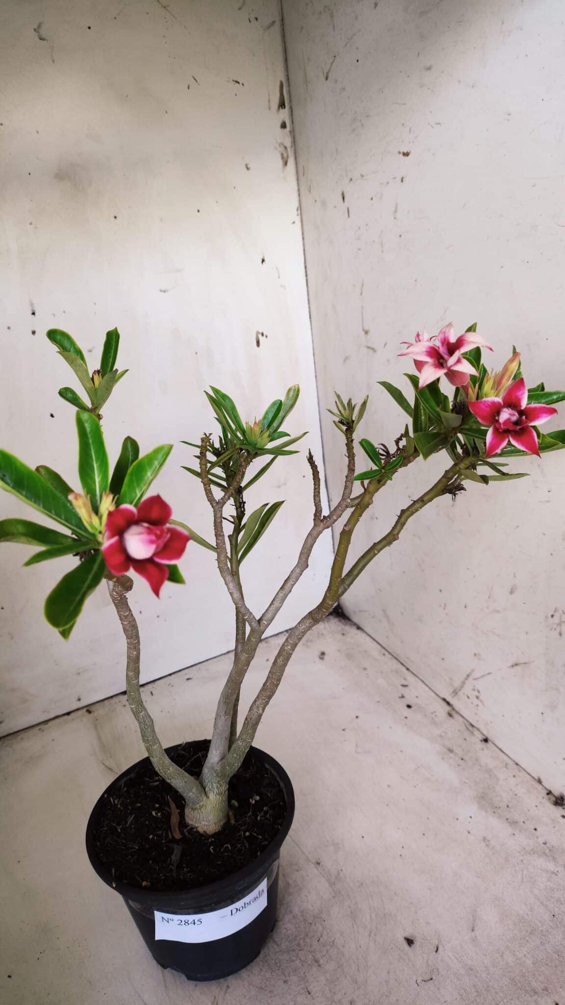 Planta Dobrada 2845 – 30cm – 02 anos (Flor pequena)