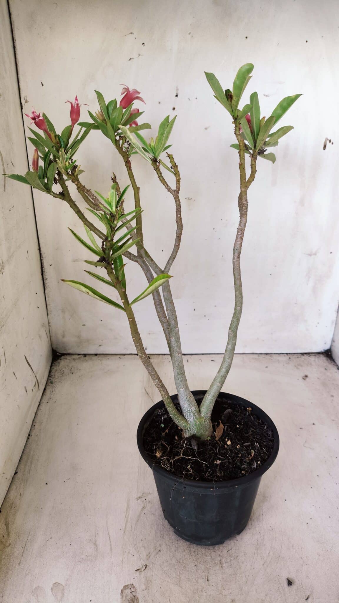 Planta Dobrada 2845 – 30cm – 02 anos (Flor pequena)
