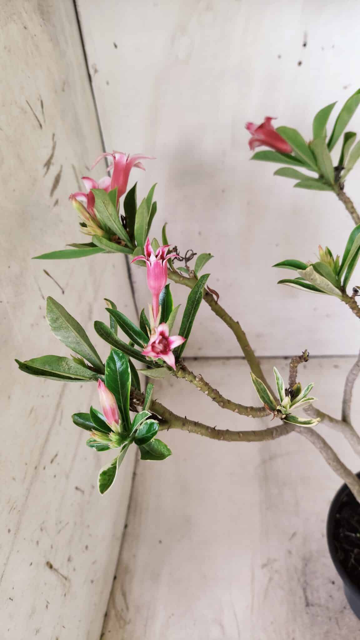 Planta Dobrada 2845 – 30cm – 02 anos (Flor pequena)