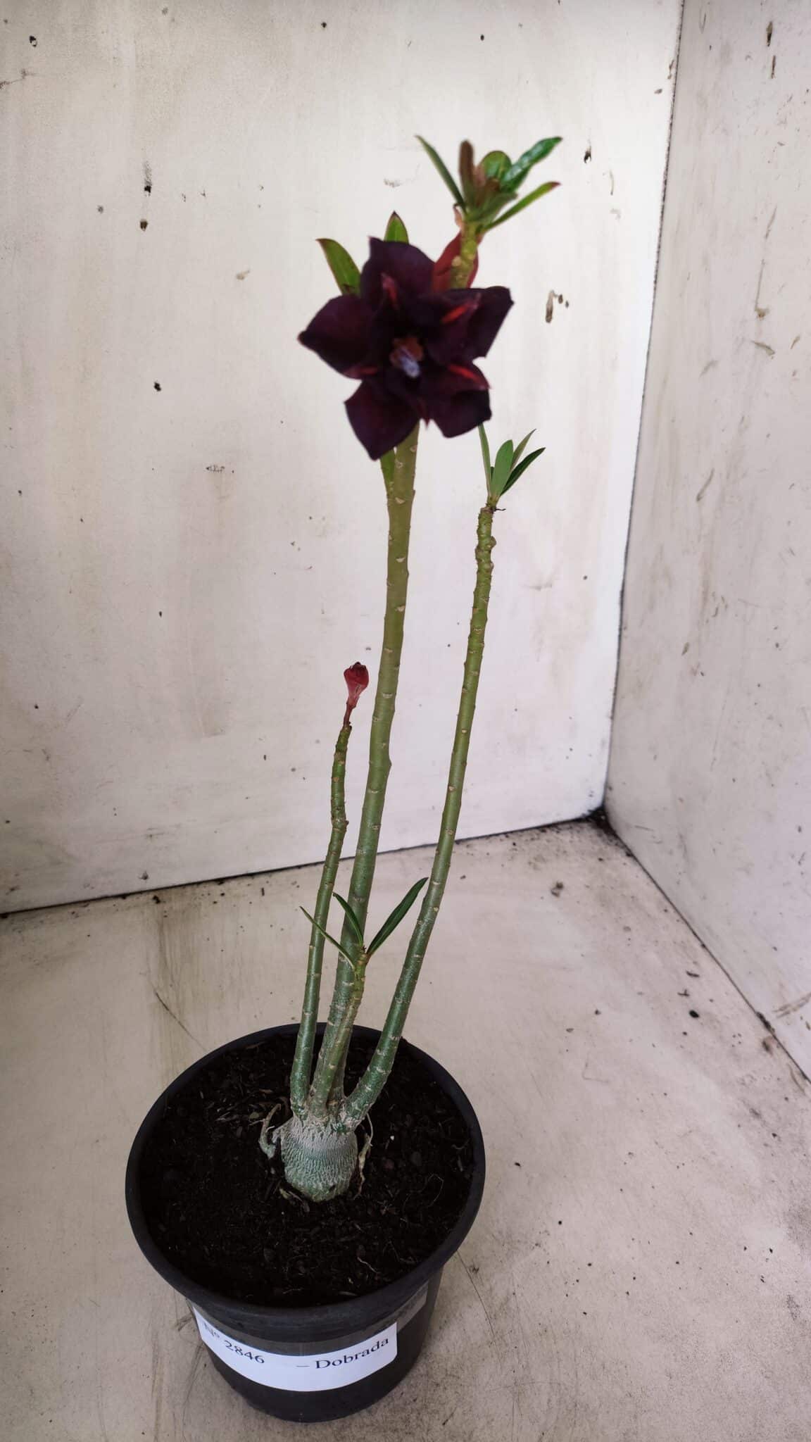 Planta Dobrada 2846 – 30cm – 02 anos
