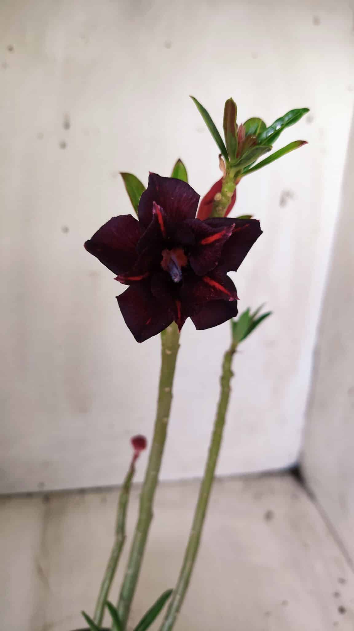 Planta Dobrada 2846 – 30cm – 02 anos