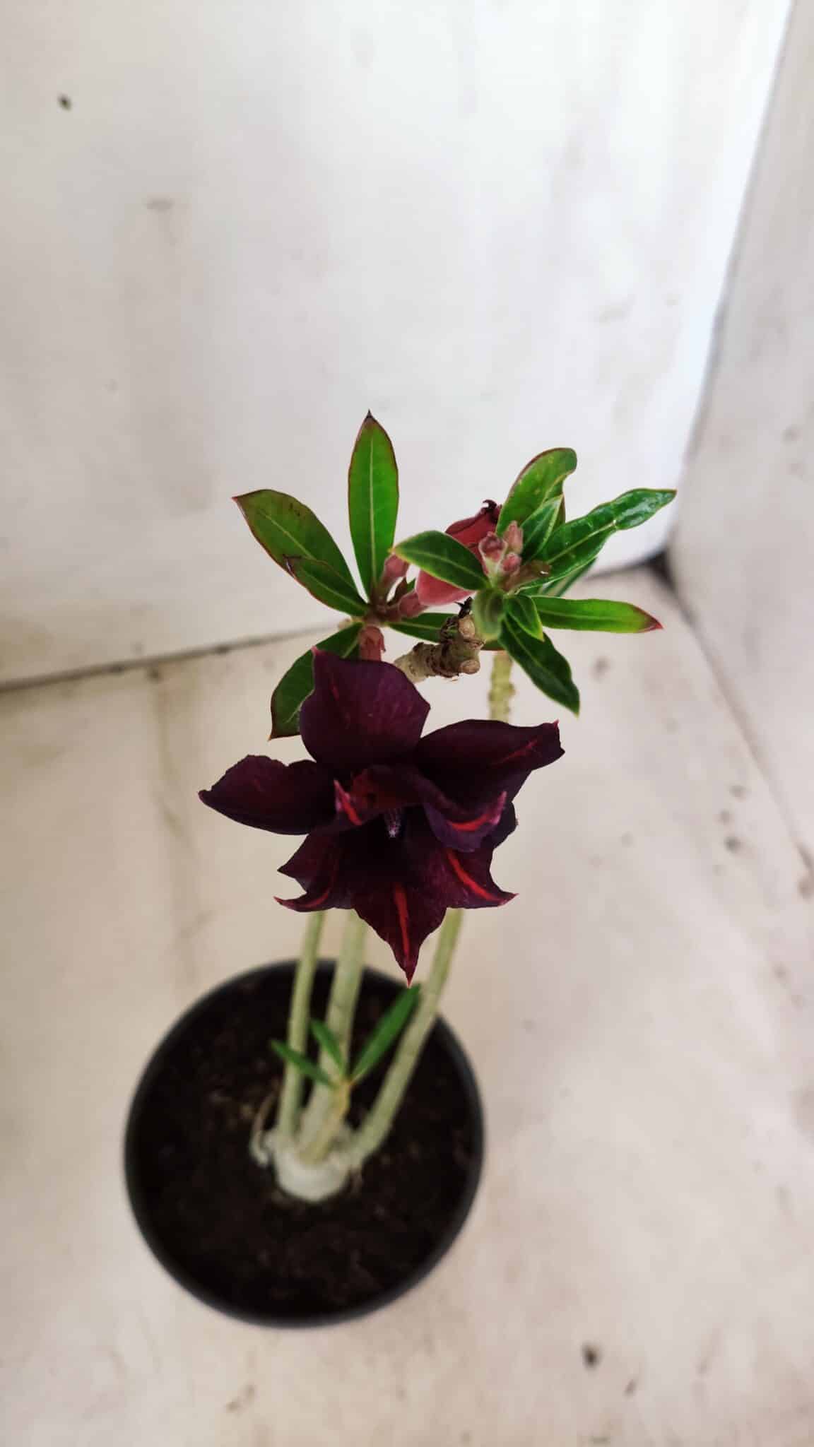 Planta Dobrada 2846 – 30cm – 02 anos
