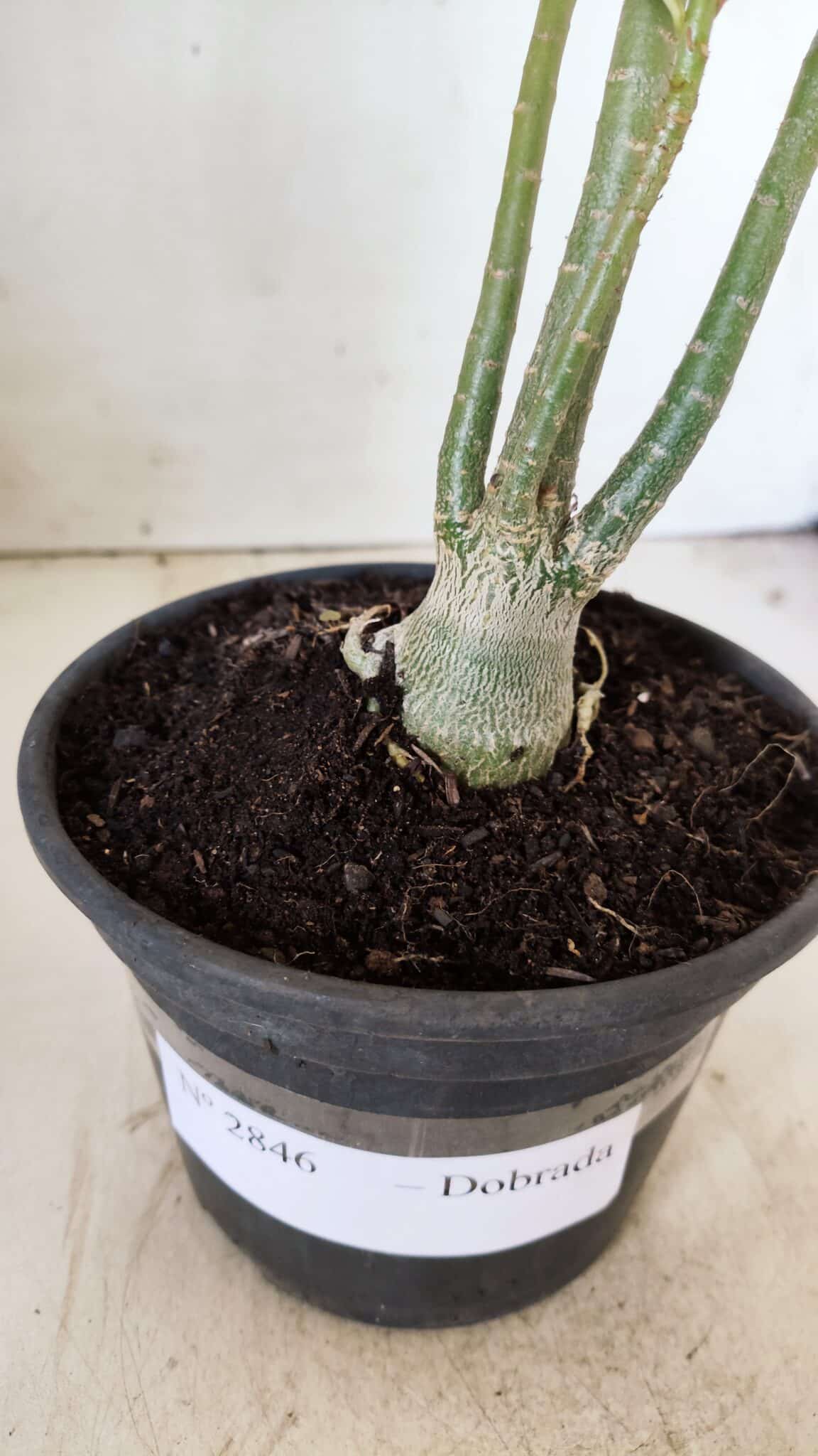 Planta Dobrada 2846 – 30cm – 02 anos