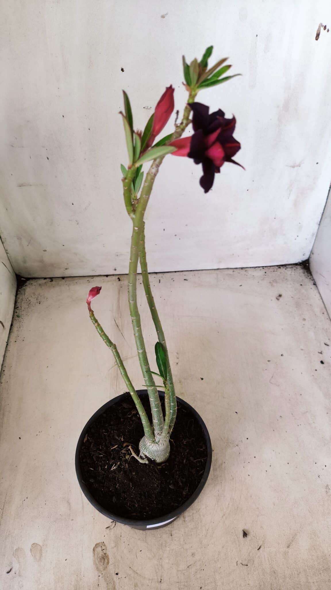 Planta Dobrada 2846 – 30cm – 02 anos