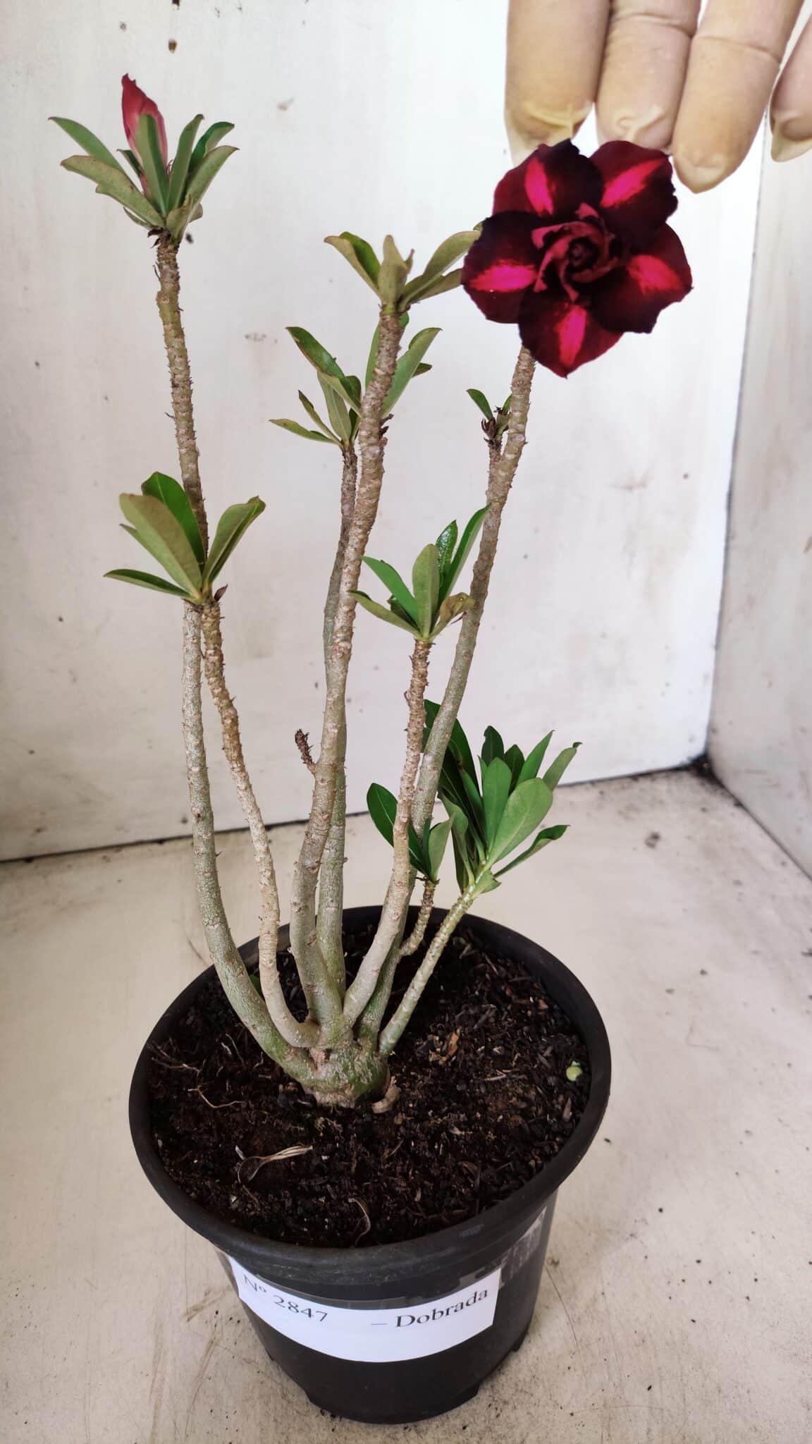 Planta Dobrada 2847 – 30cm – 02 anos