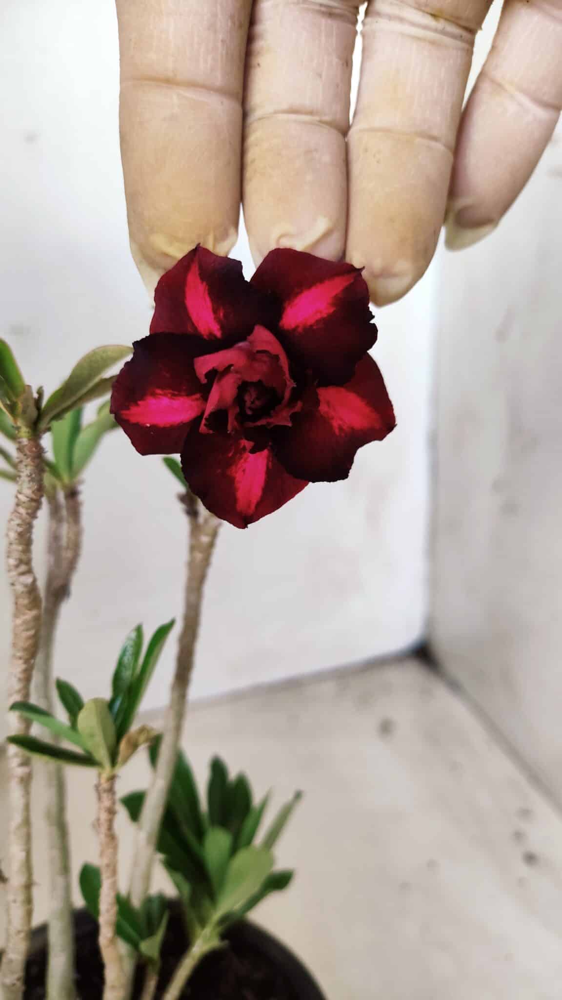 Planta Dobrada 2847 – 30cm – 02 anos