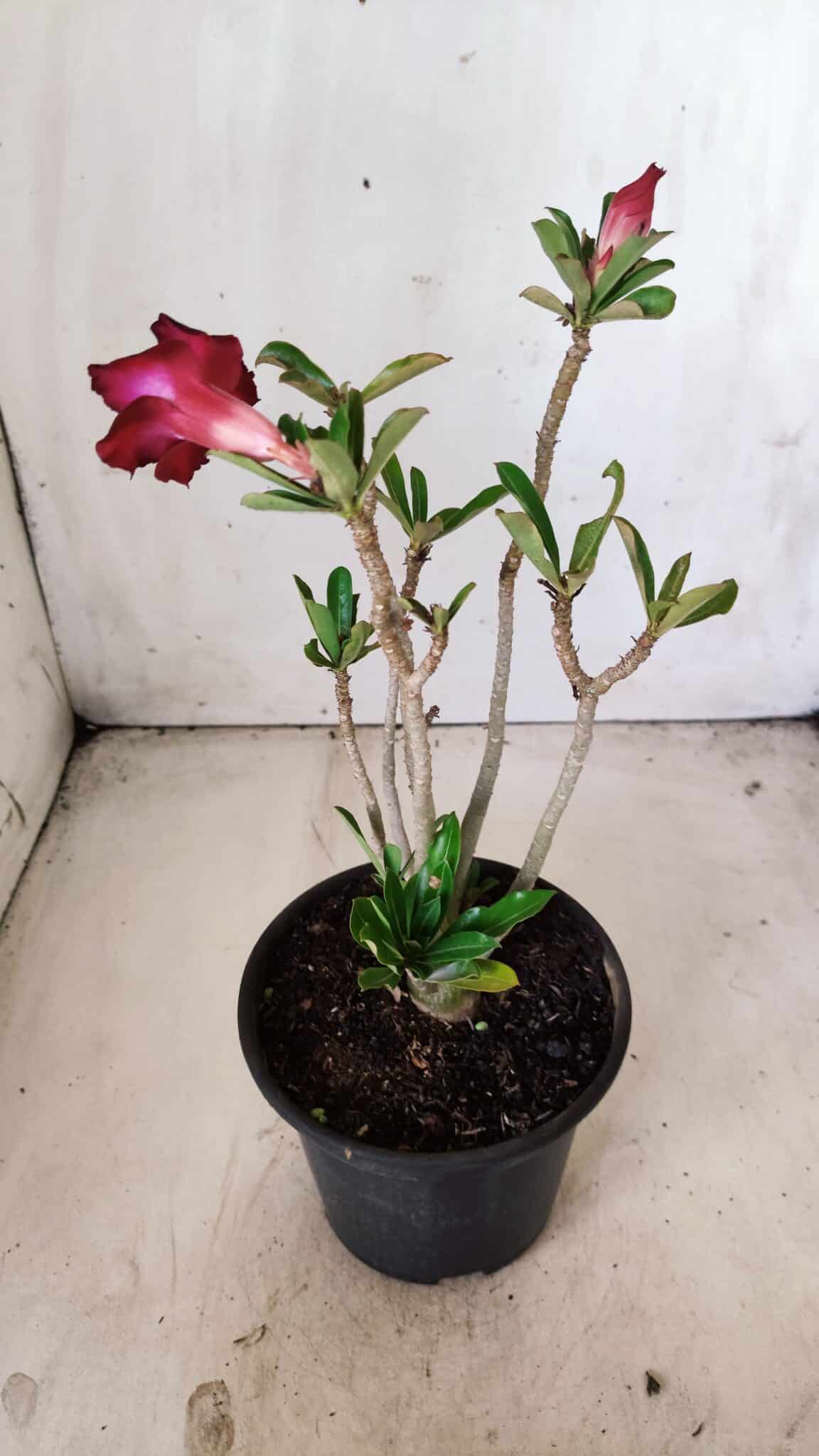 Planta Dobrada 2847 – 30cm – 02 anos