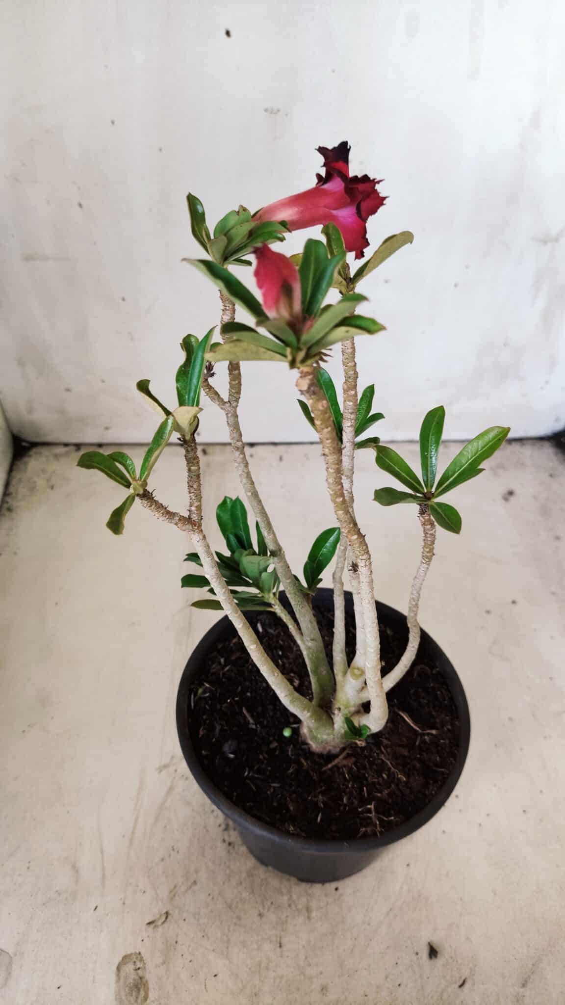 Planta Dobrada 2847 – 30cm – 02 anos