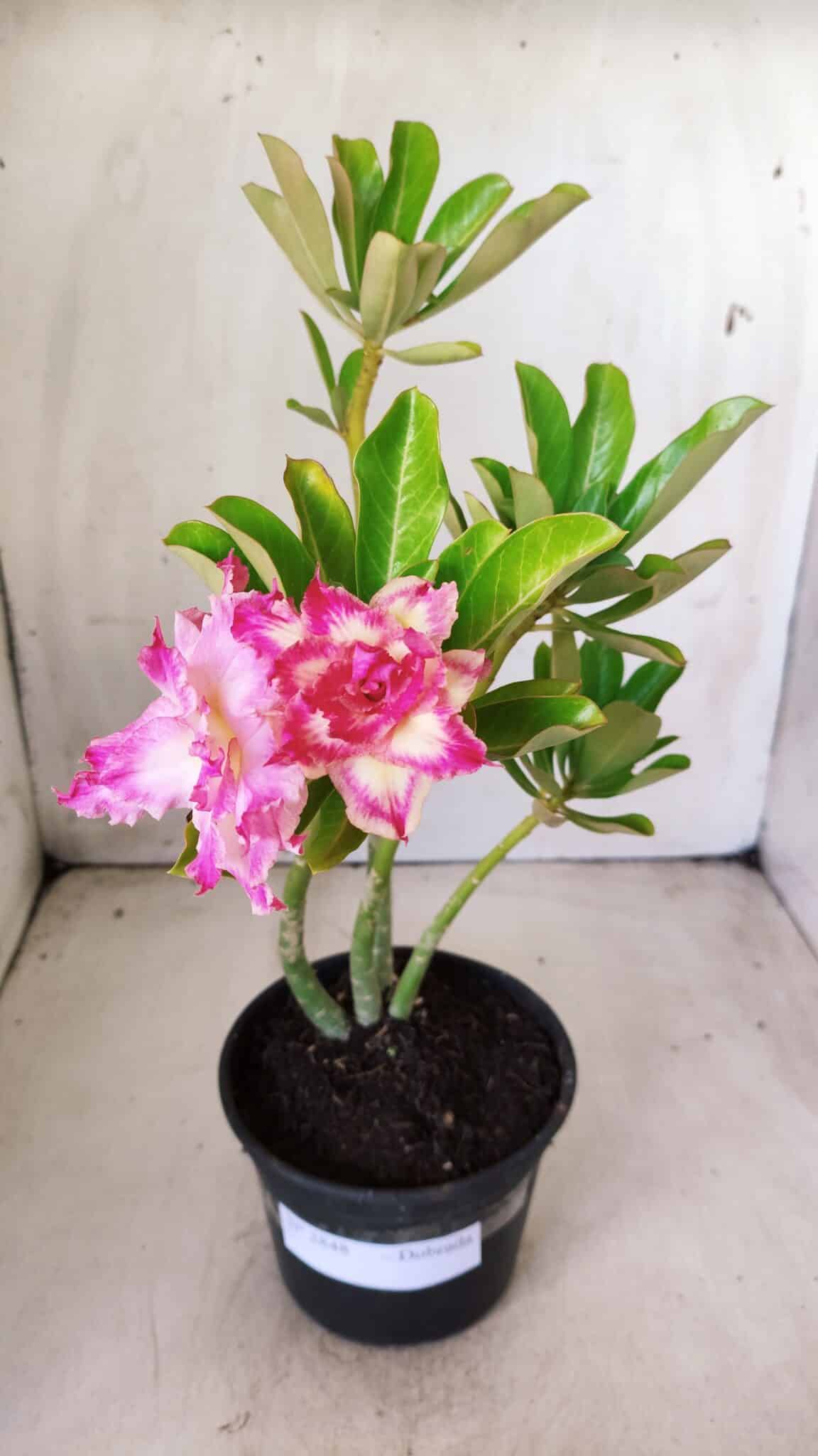 Planta Dobrada 2848 – 30cm – 02 anos