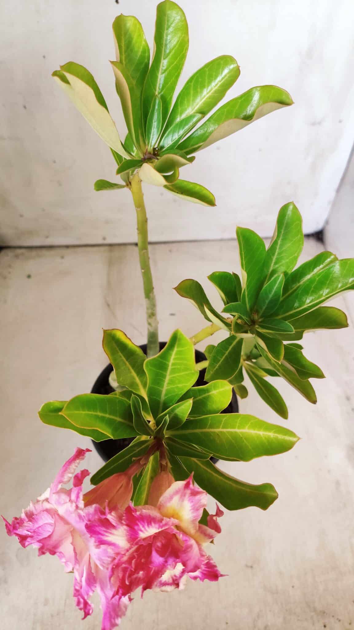 Planta Dobrada 2848 – 30cm – 02 anos