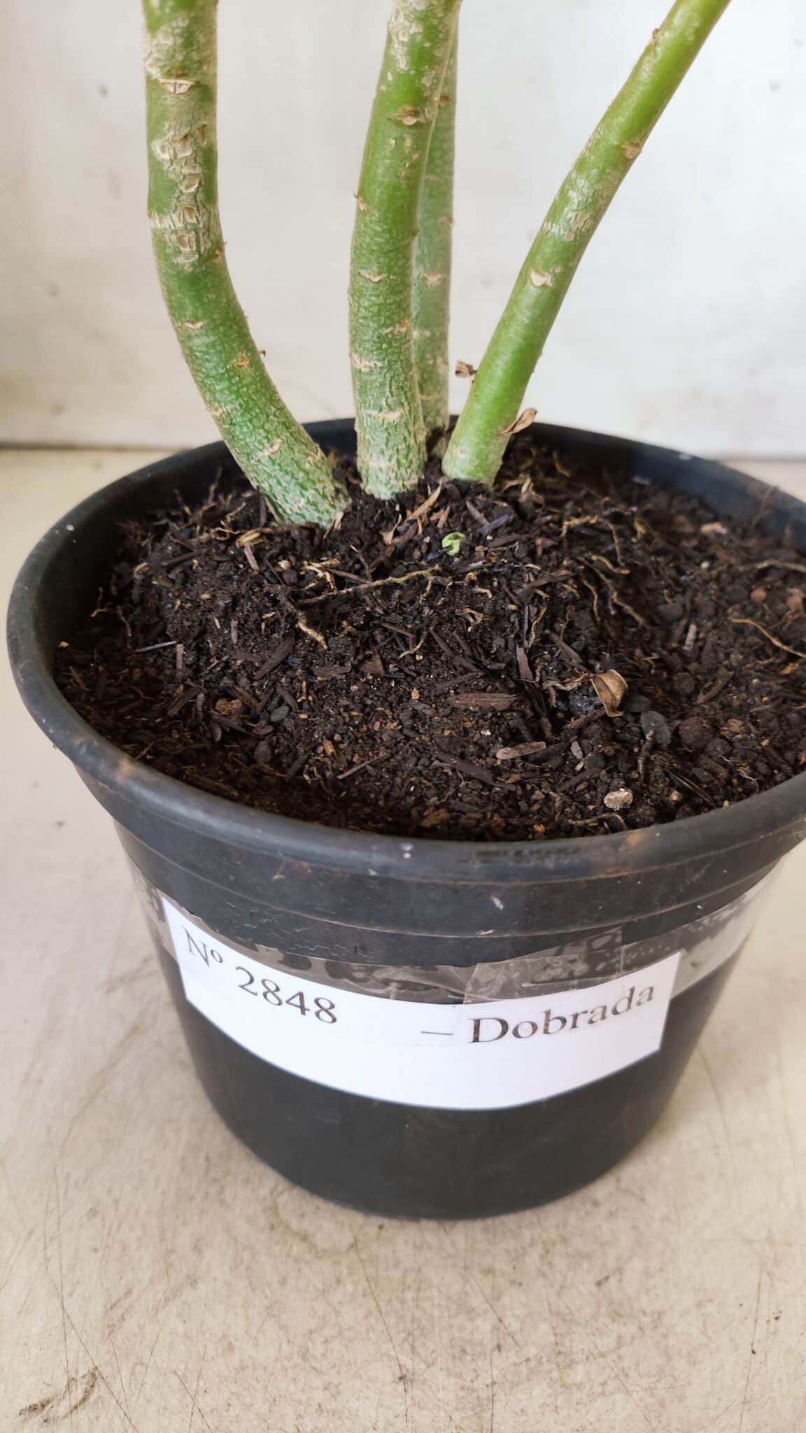 Planta Dobrada 2848 – 30cm – 02 anos