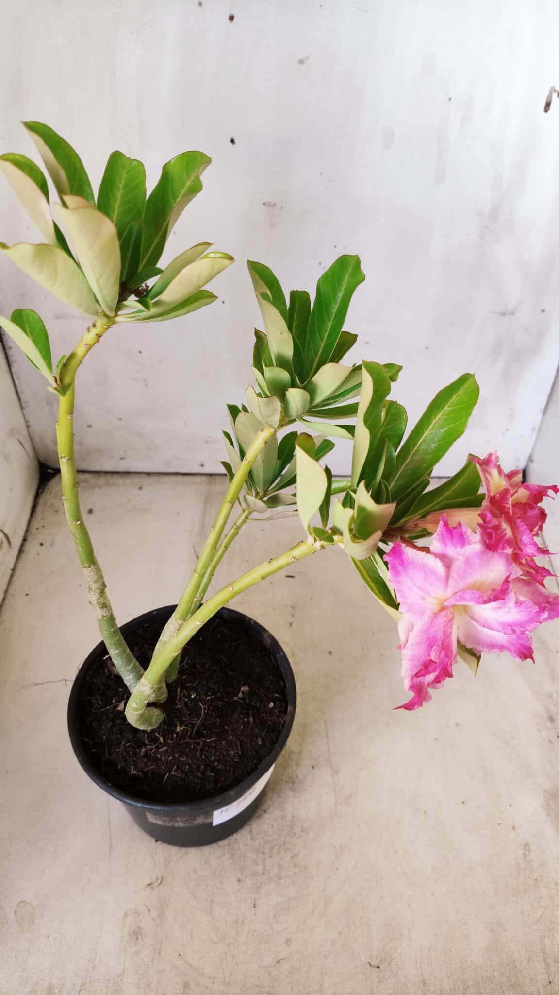 Planta Dobrada 2848 – 30cm – 02 anos