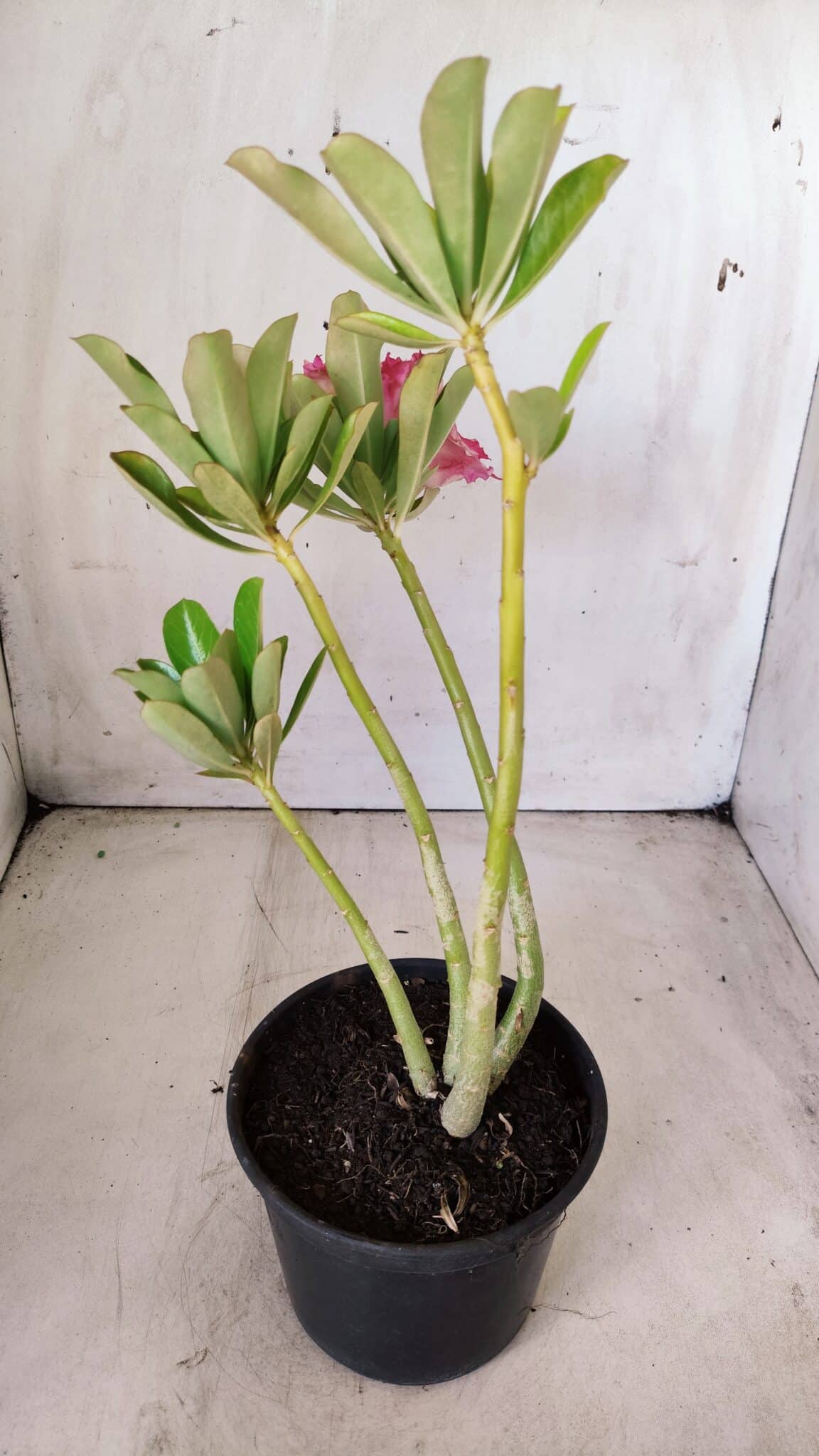 Planta Dobrada 2848 – 30cm – 02 anos