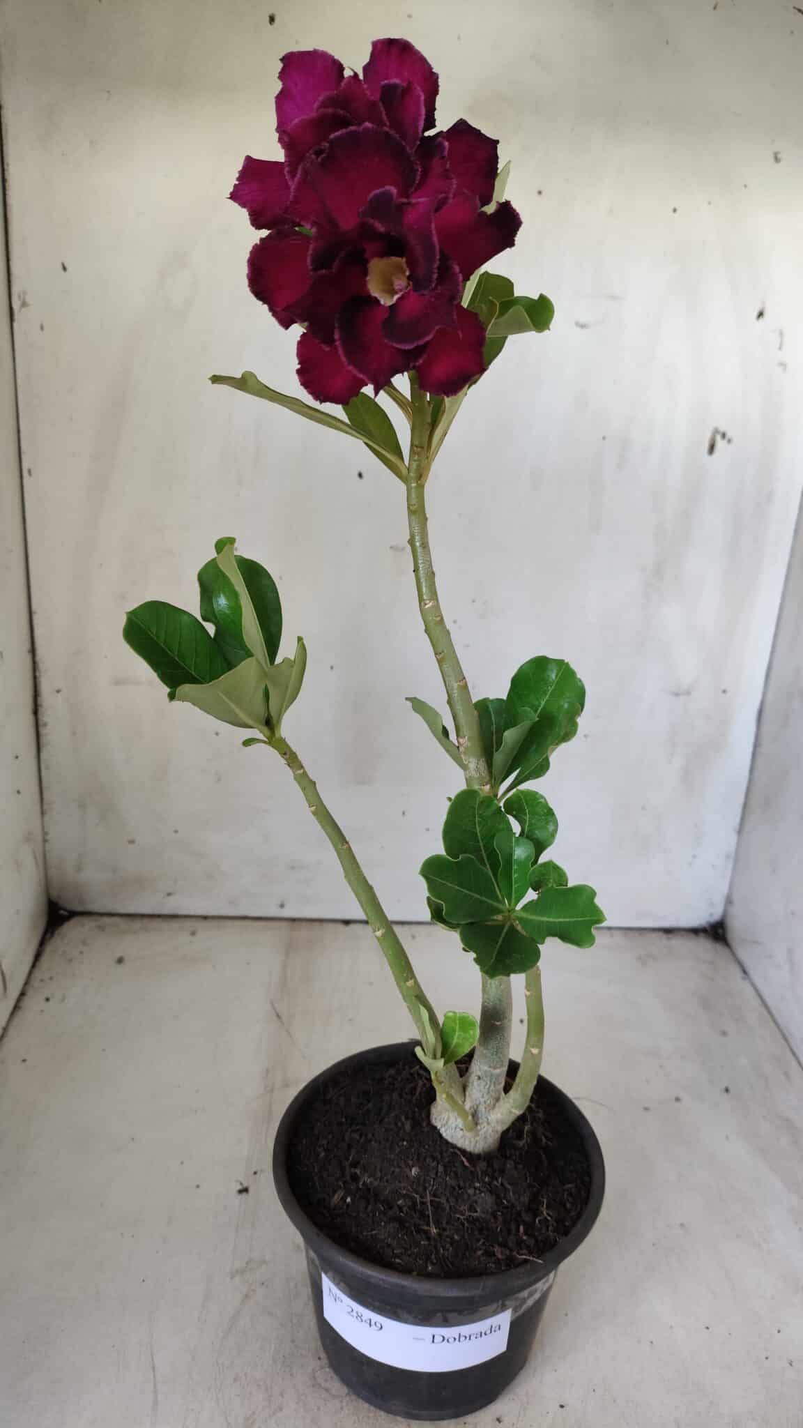 Planta Dobrada 2849 – 30cm – 02 anos