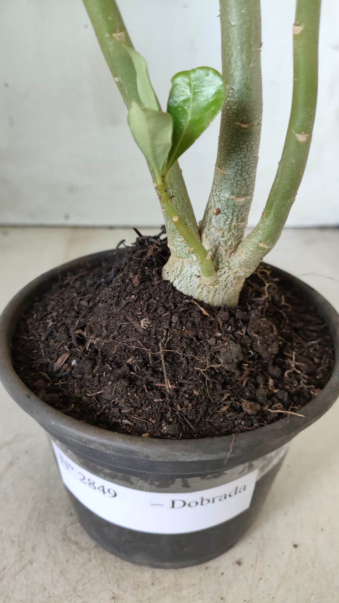Planta Dobrada 2849 – 30cm – 02 anos