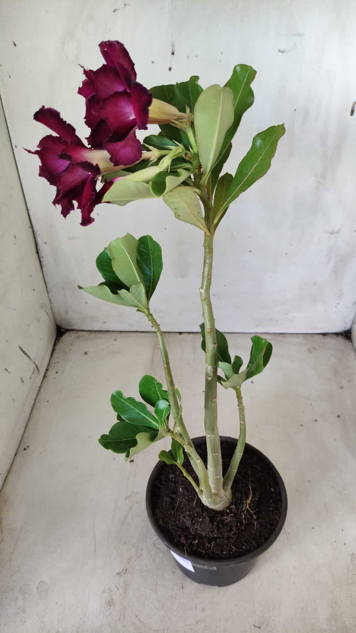 Planta Dobrada 2849 – 30cm – 02 anos