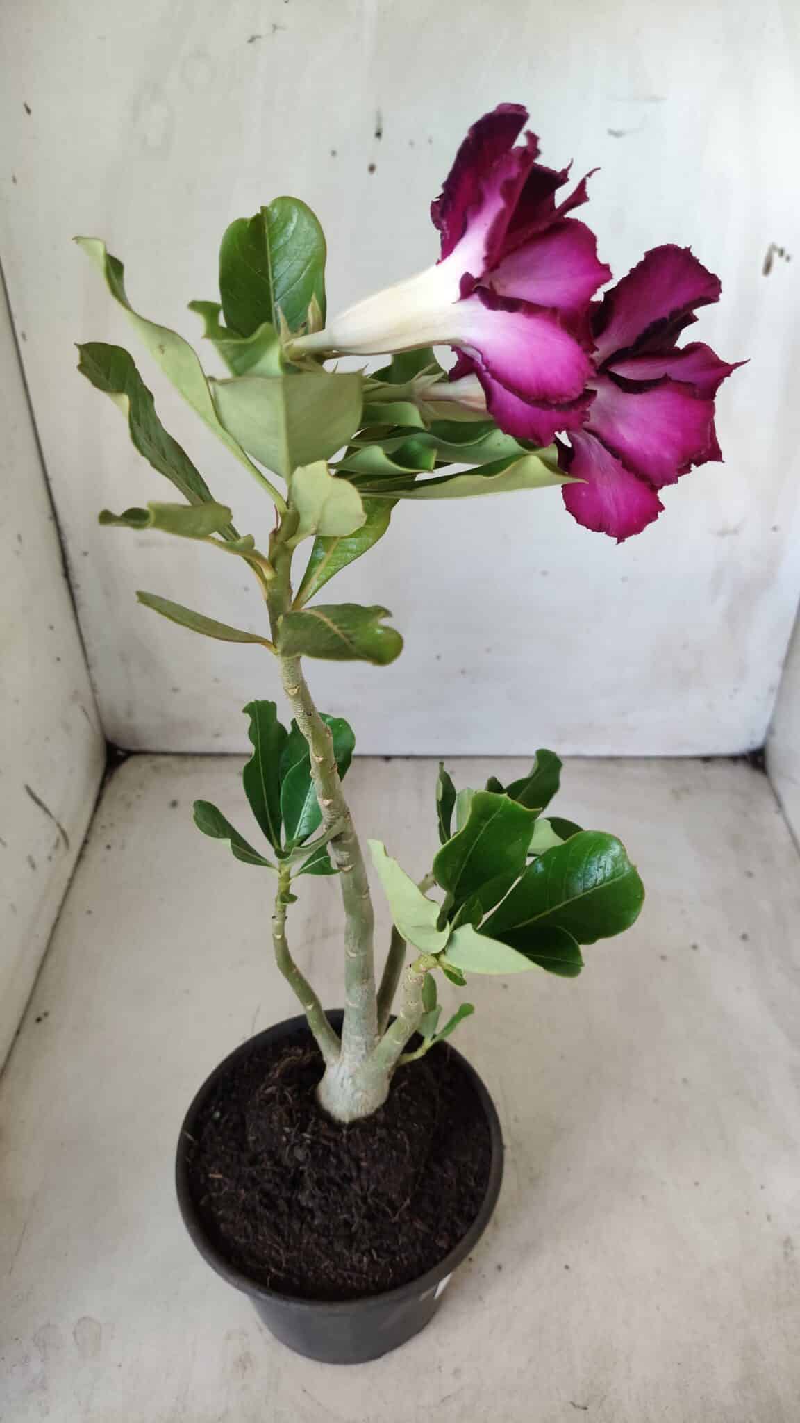 Planta Dobrada 2849 – 30cm – 02 anos