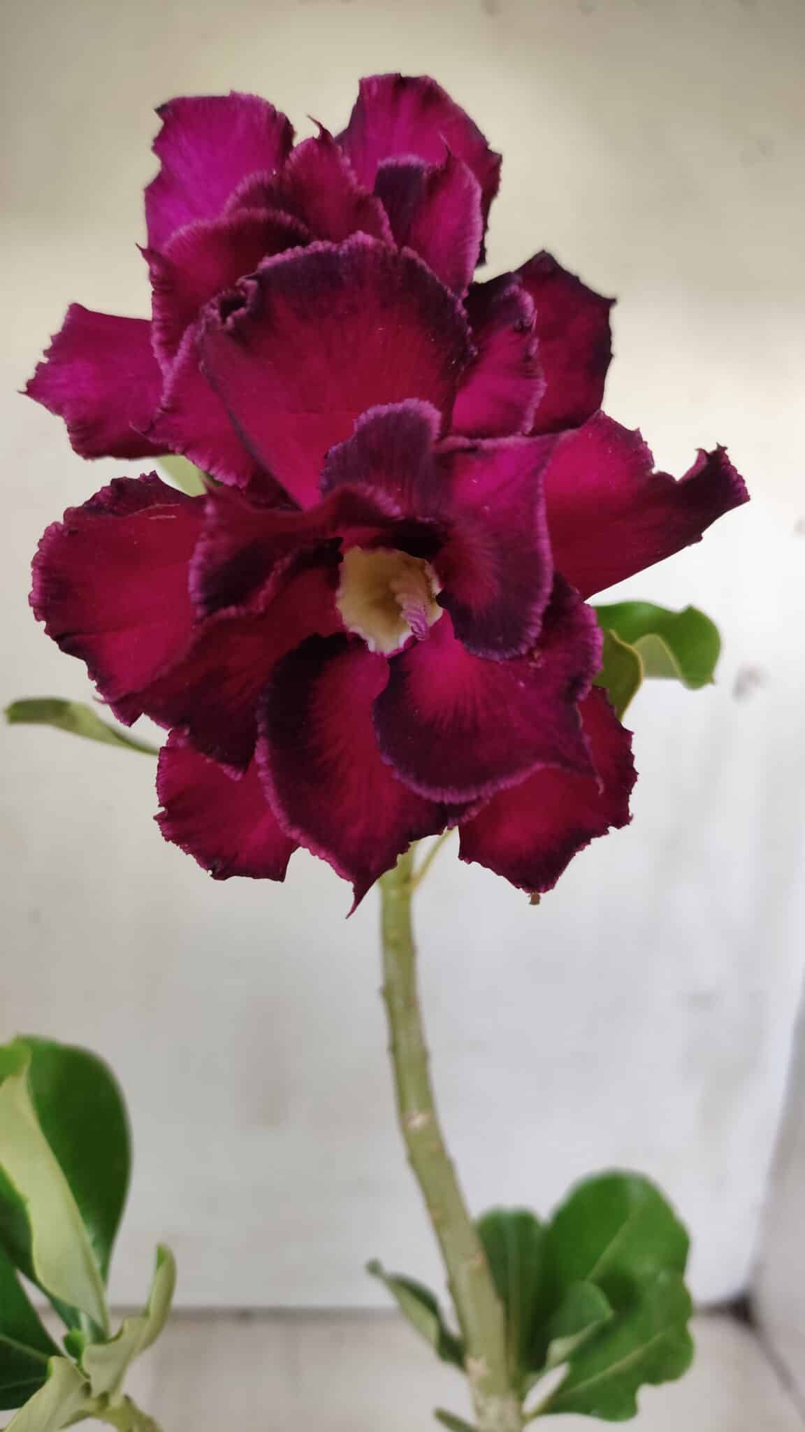 Planta Dobrada 2849 – 30cm – 02 anos