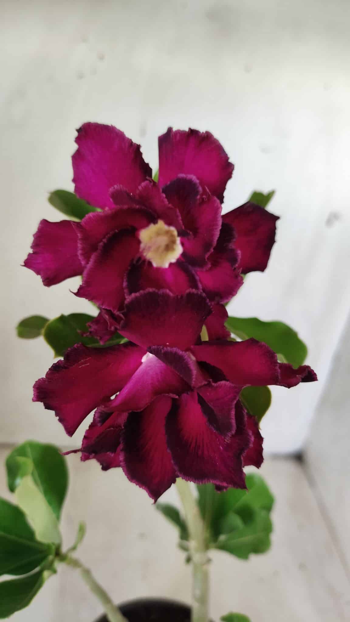 Planta Dobrada 2849 – 30cm – 02 anos