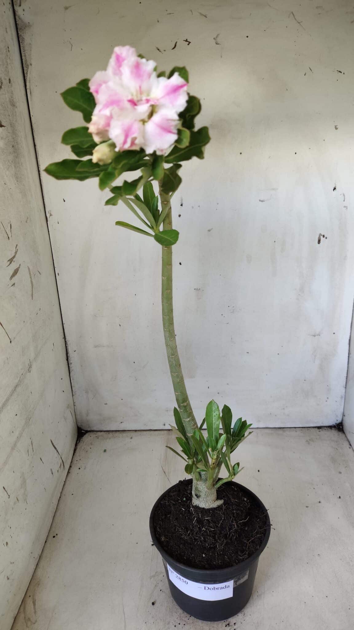 Planta Dobrada 2850 – 40cm – 03 anos