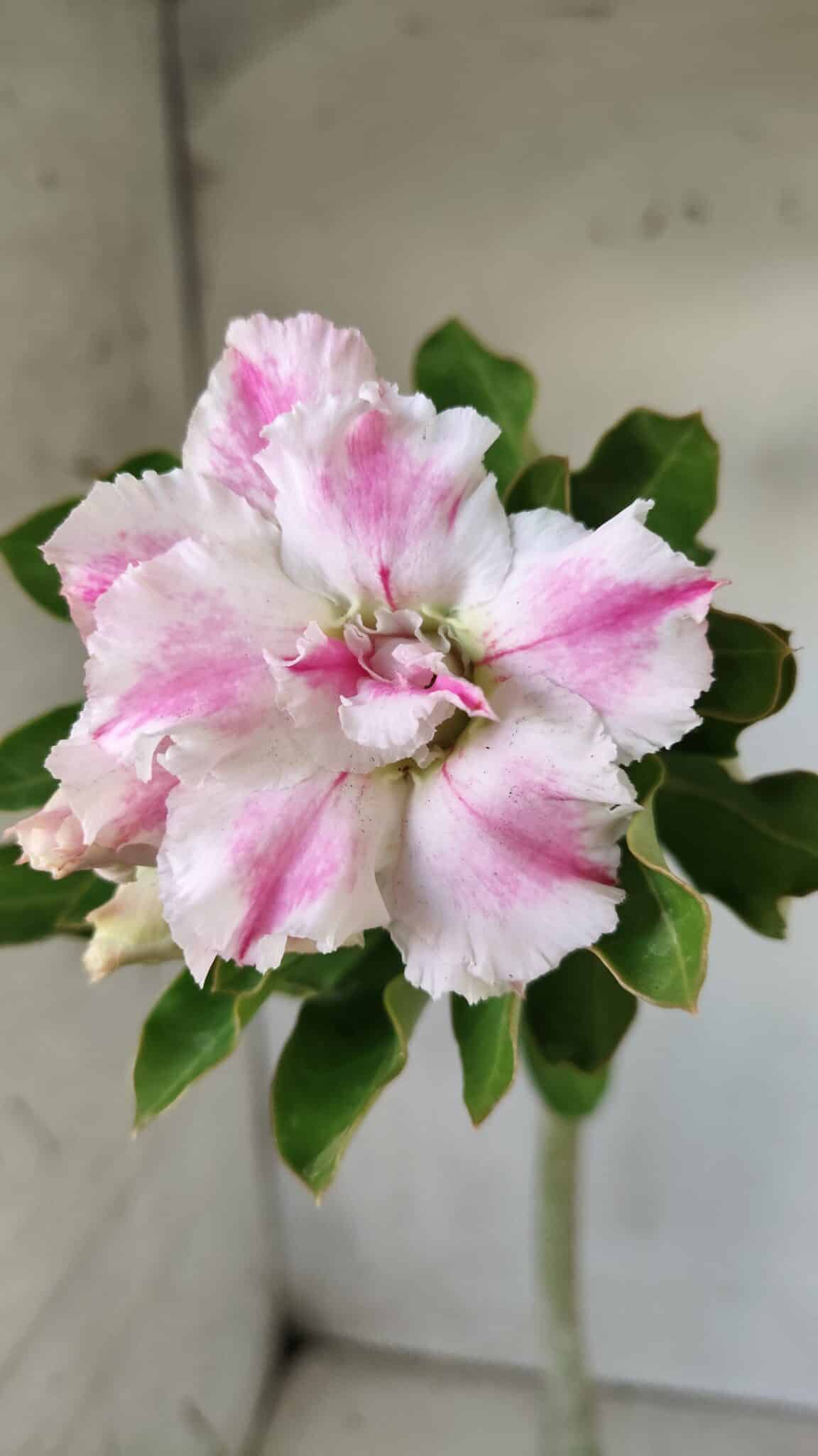 Planta Dobrada 2850 – 40cm – 03 anos