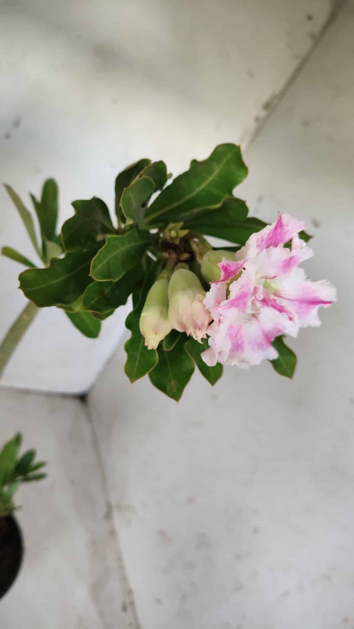 Planta Dobrada 2850 – 40cm – 03 anos