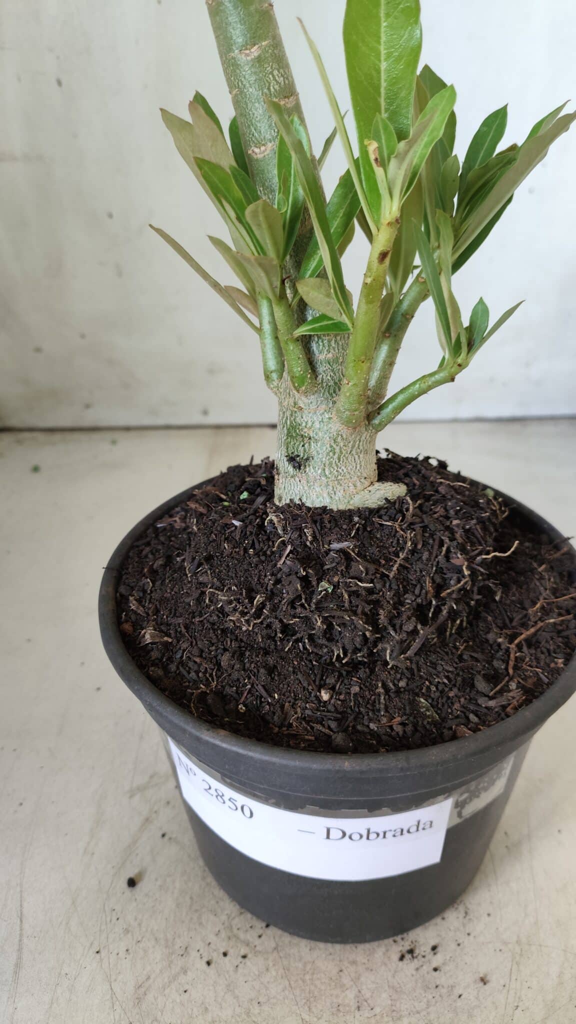Planta Dobrada 2850 – 40cm – 03 anos