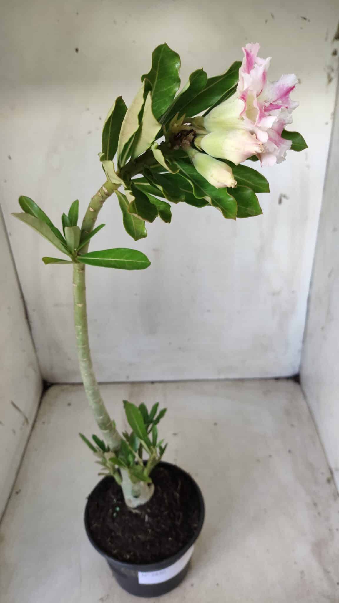 Planta Dobrada 2850 – 40cm – 03 anos