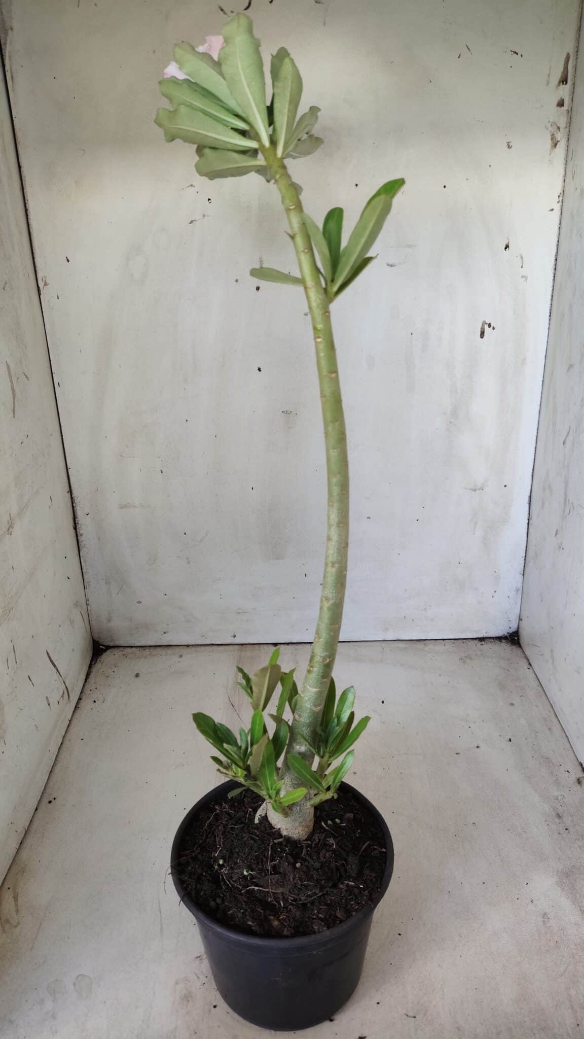 Planta Dobrada 2850 – 40cm – 03 anos