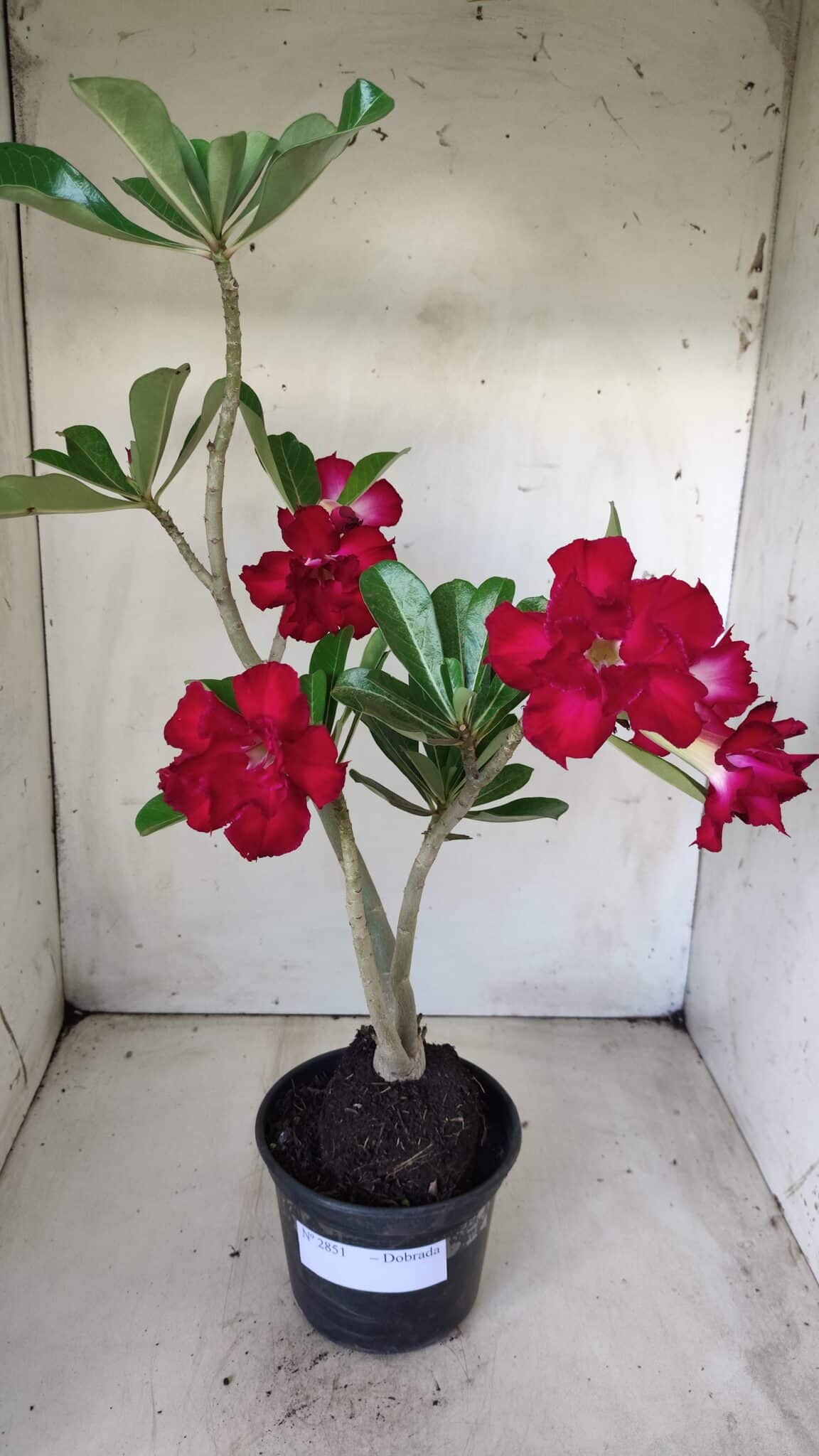 Planta Dobrada 2851 – 40cm – 03 anos