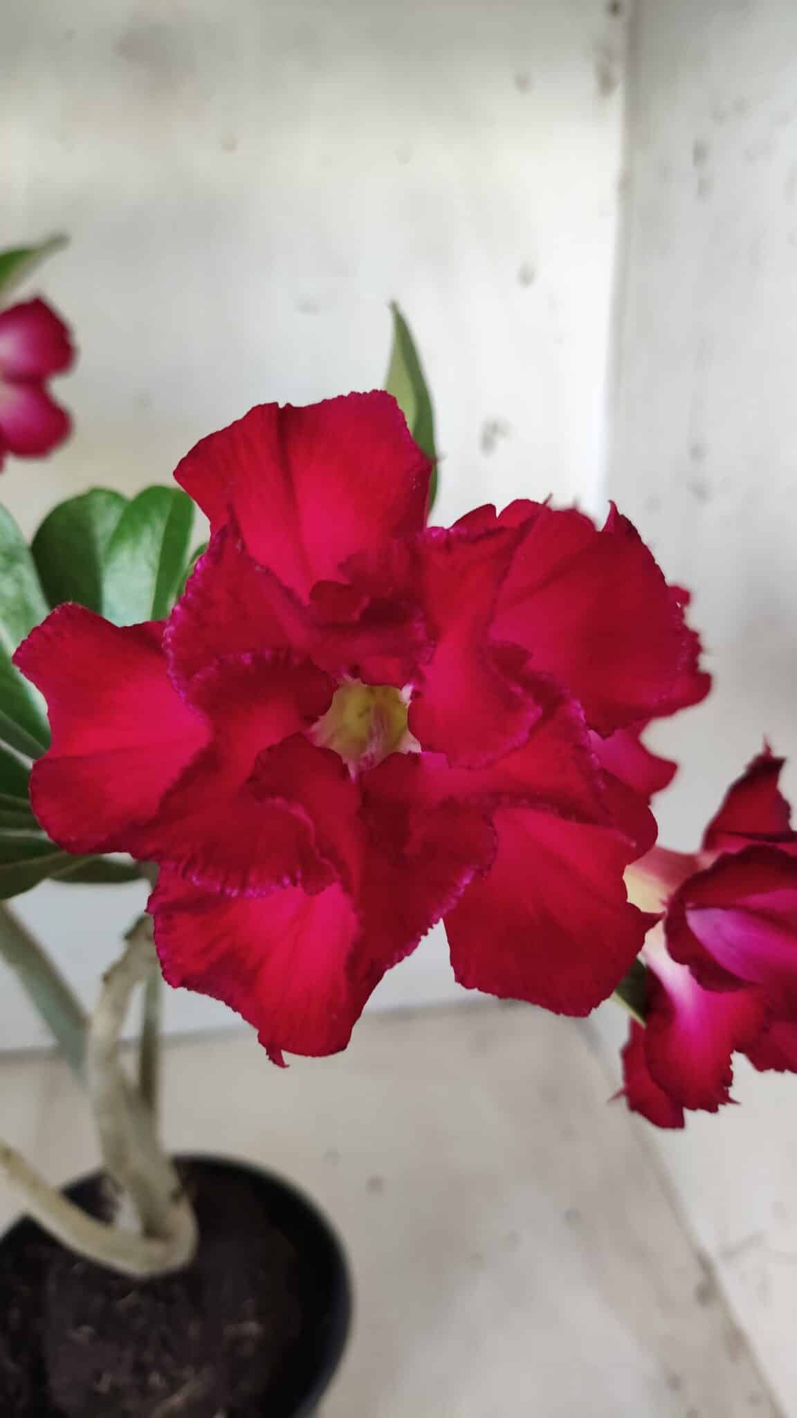 Planta Dobrada 2851 – 40cm – 03 anos